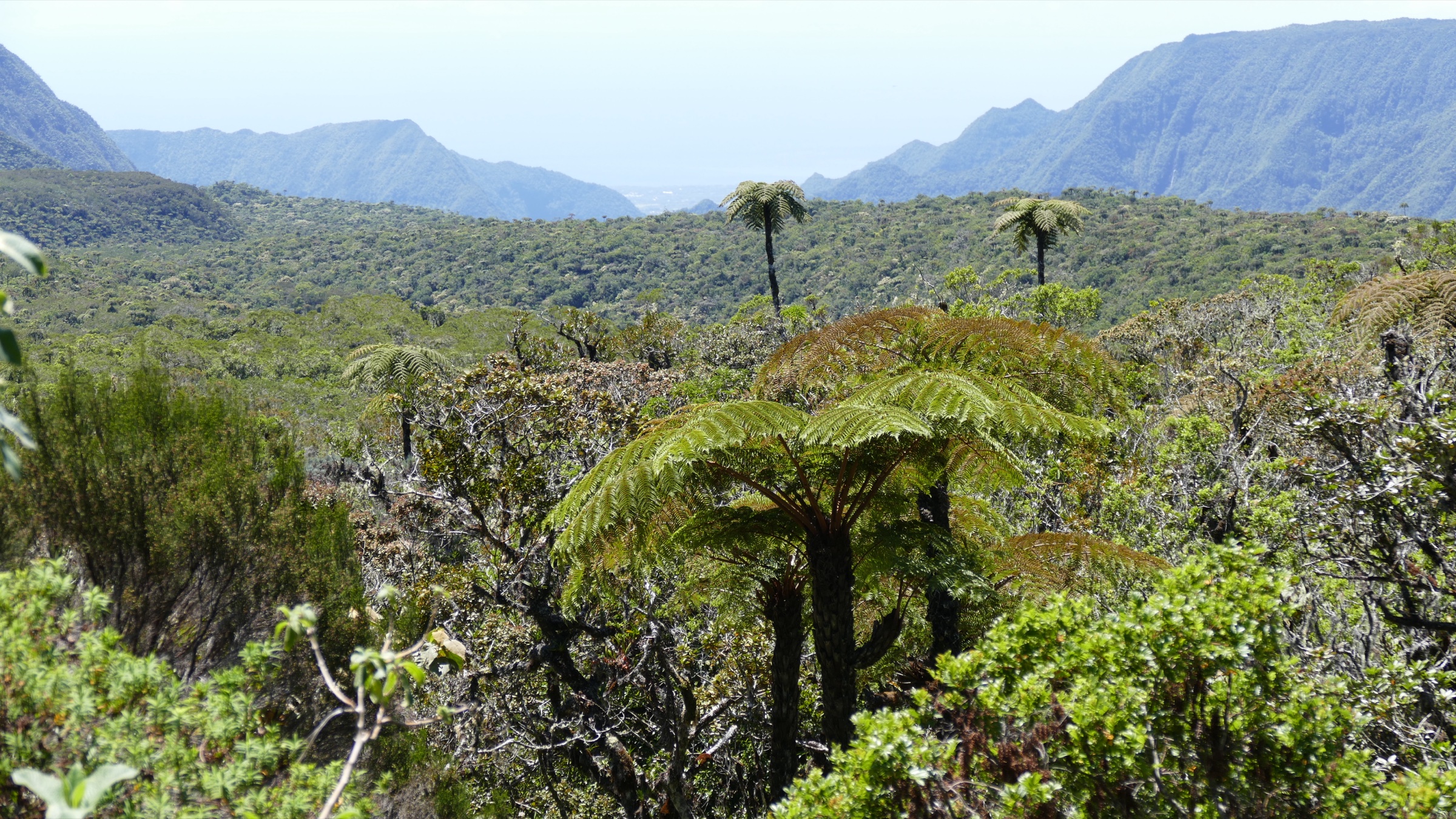 La Plaine des Marsouins vue depuis la route forestière de Bébour-Bélouve, avec une profonde forêt indigène couvrant le plateau