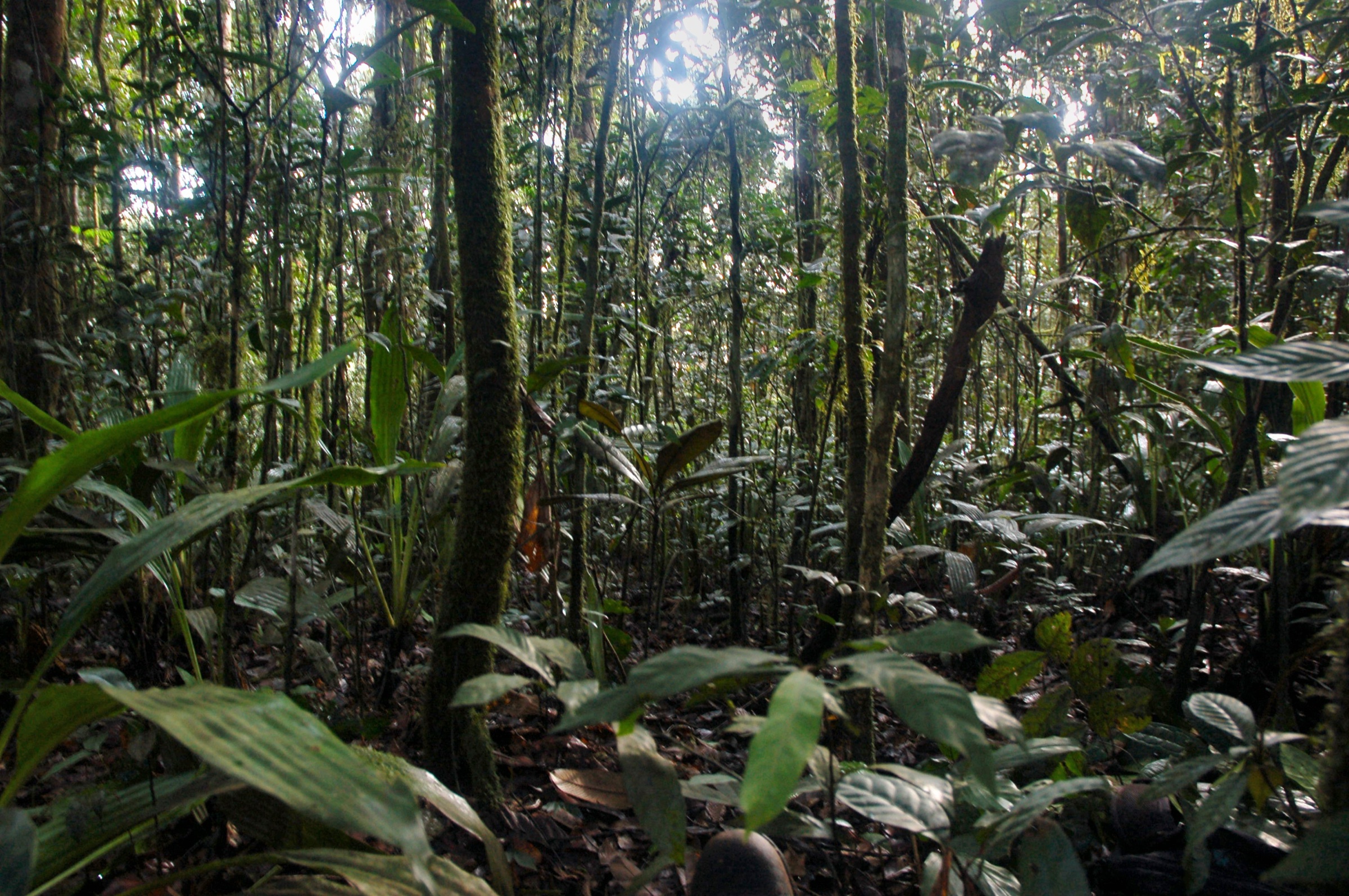 Gabon et République du Congo — Massif du Chaillu : cinq cibles de recherche essentielles