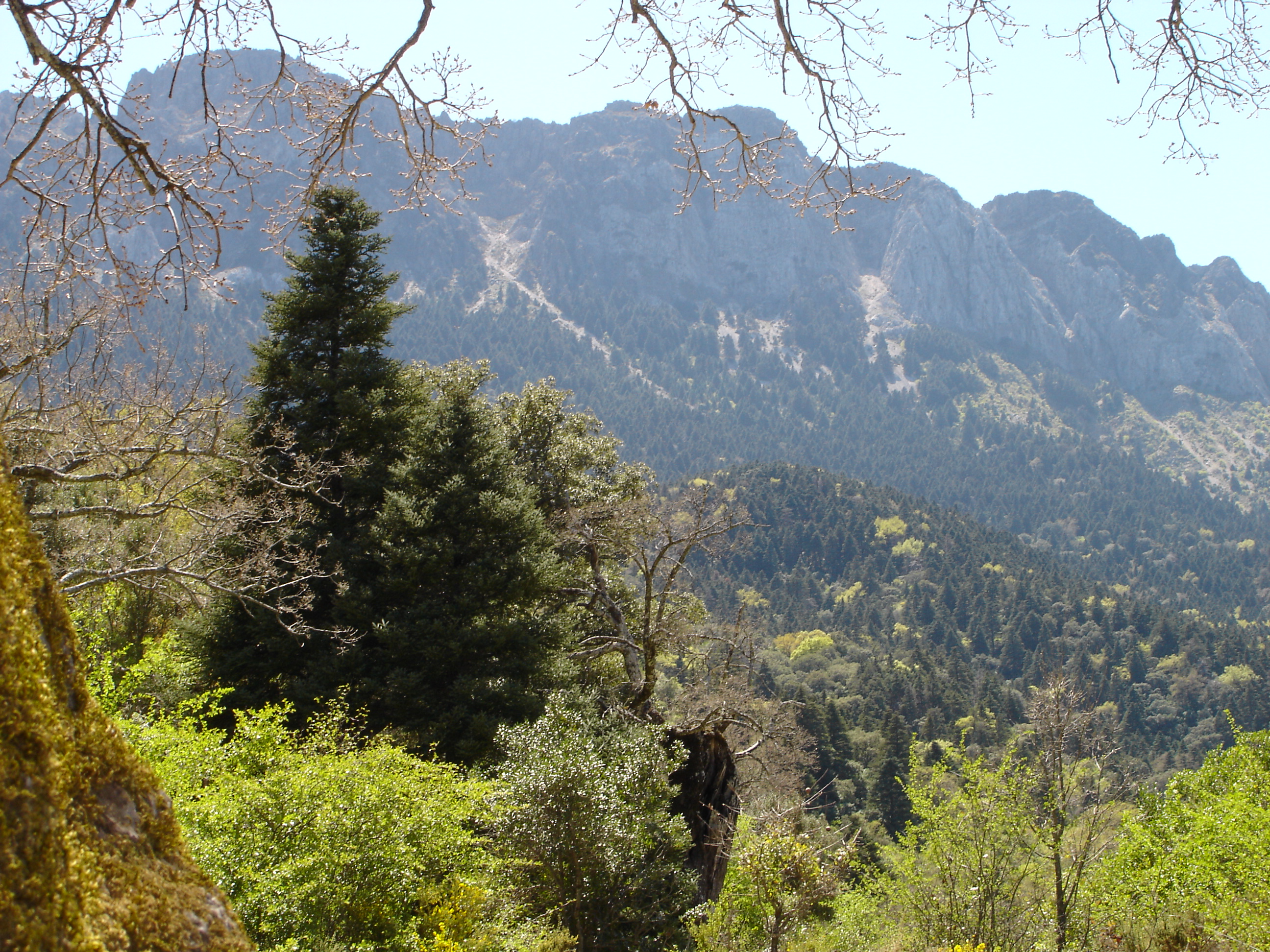 Sierra del Pinar / Pinsapar de Grazalema panorama