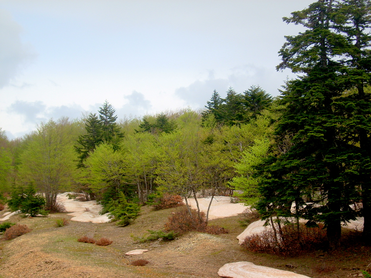 Montalto, Aspromonte