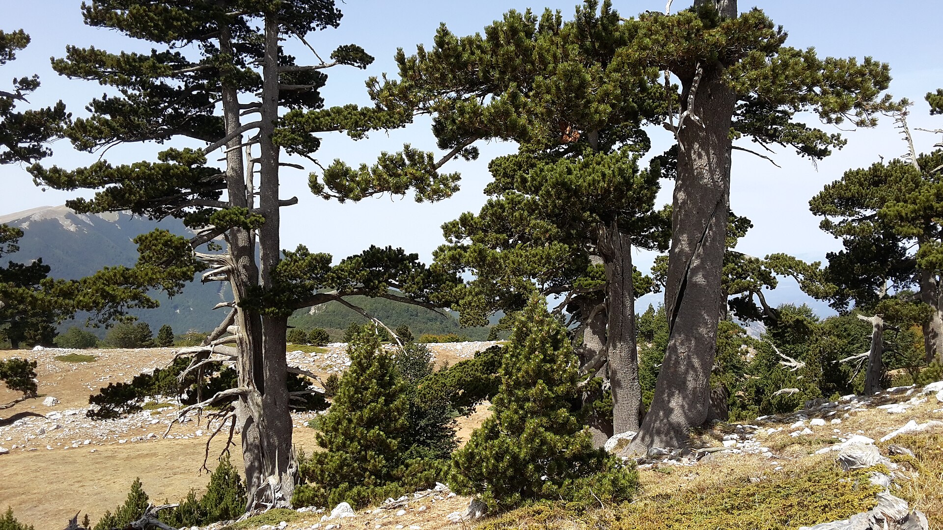 Serra di Crispo, Giardino degli Dei, pins de Bosnie