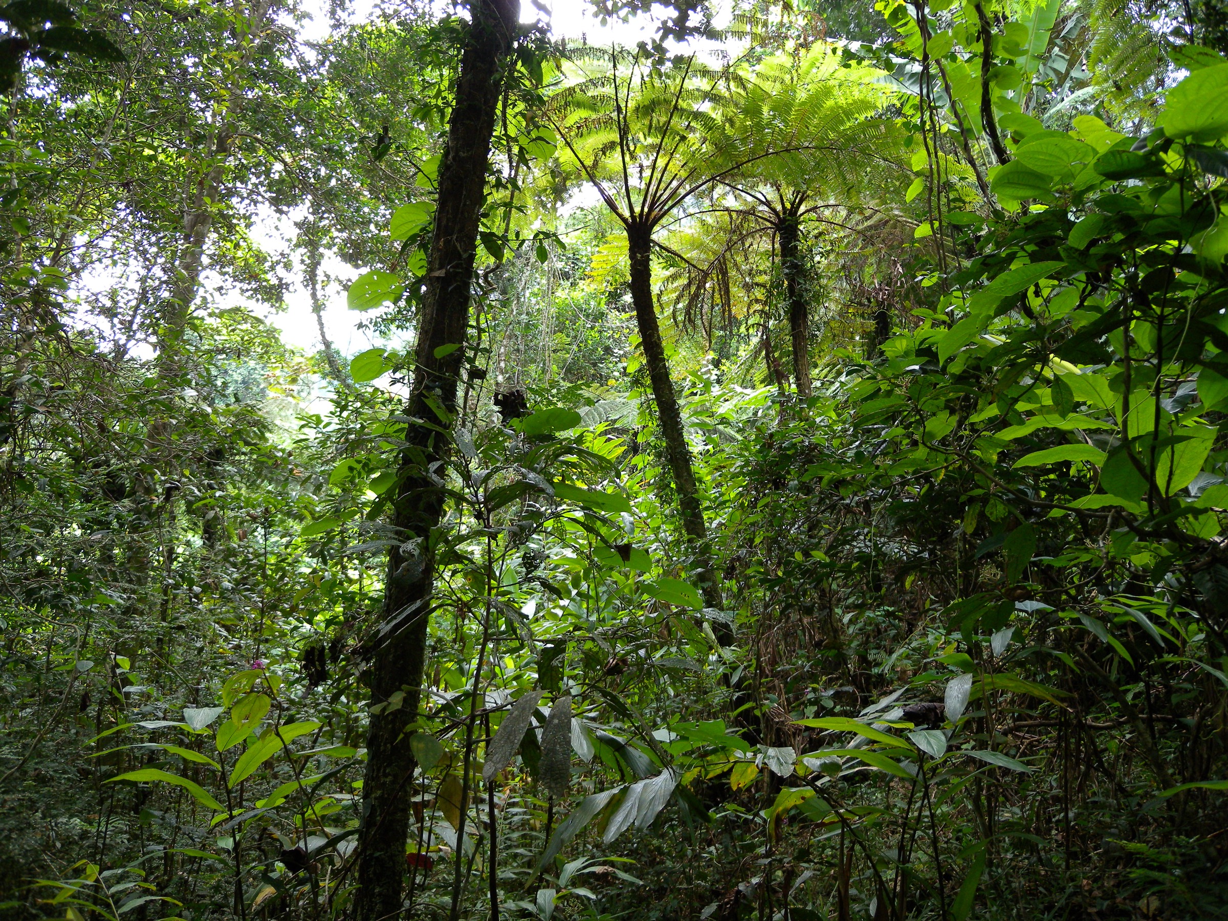 Madagascar — Marojejy / Masoala Highlands: Essential Day-Hikes