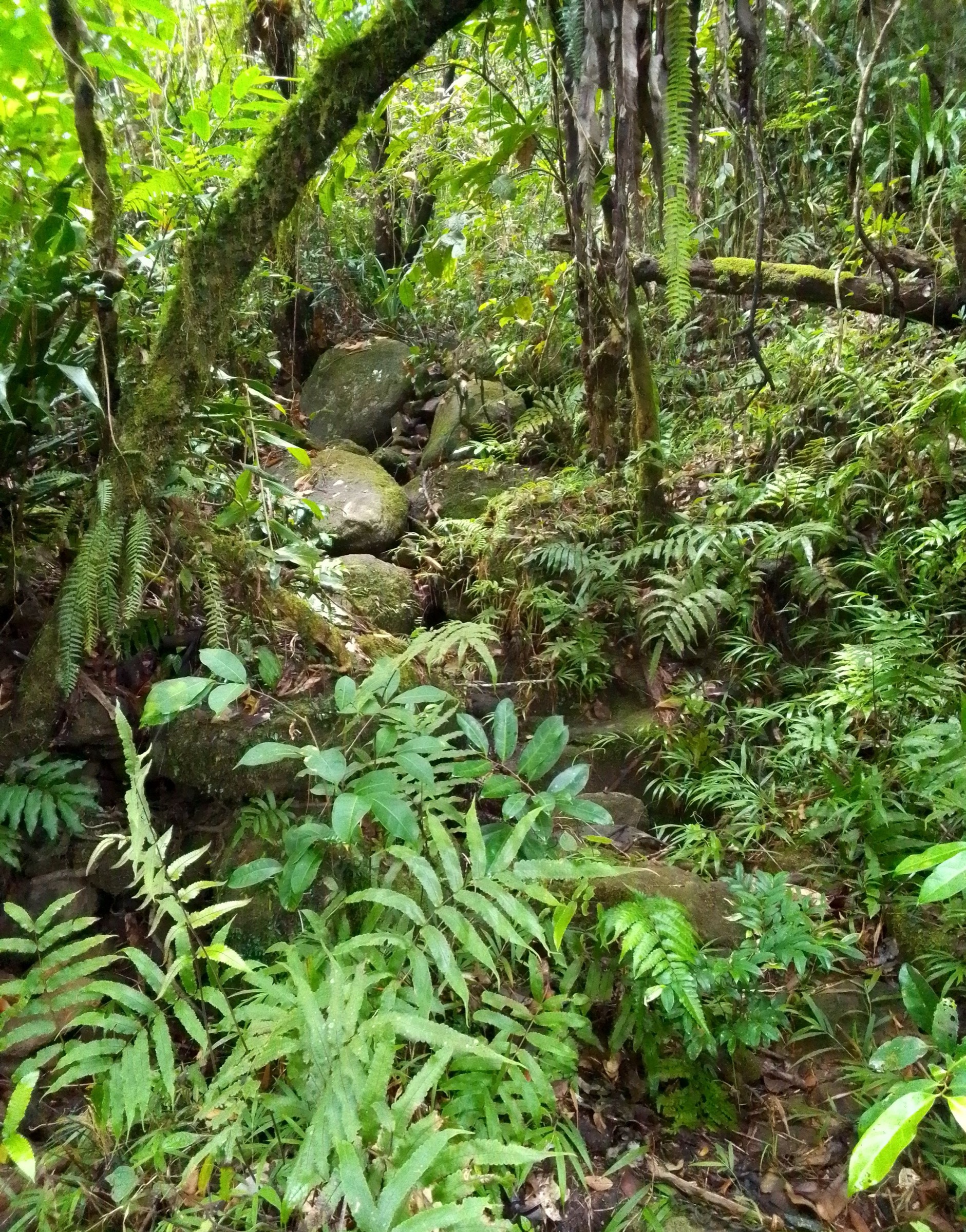 Forêt à Masoala, intérieur de la forêt
