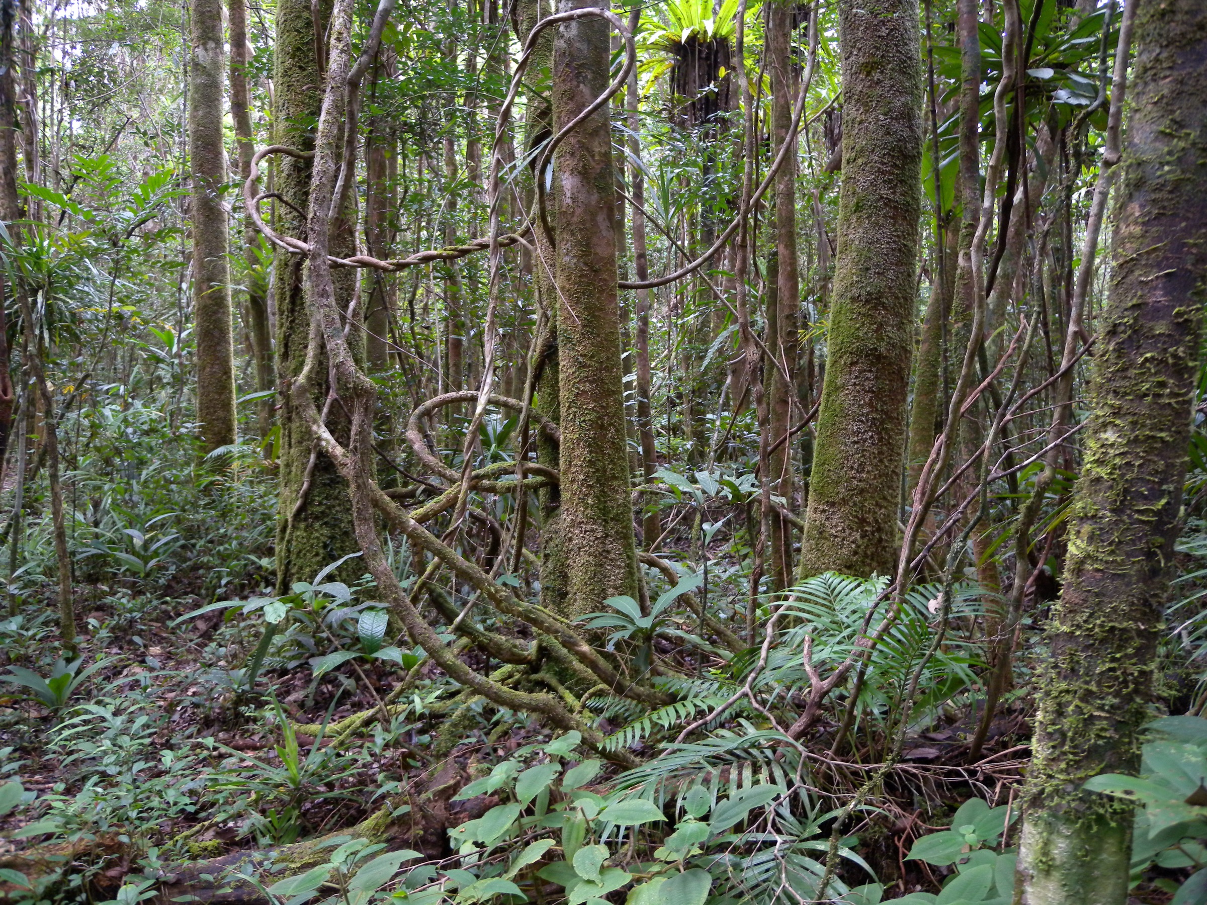 Forêt humide de basse altitude, Parc national de Masoala (vue variante)
