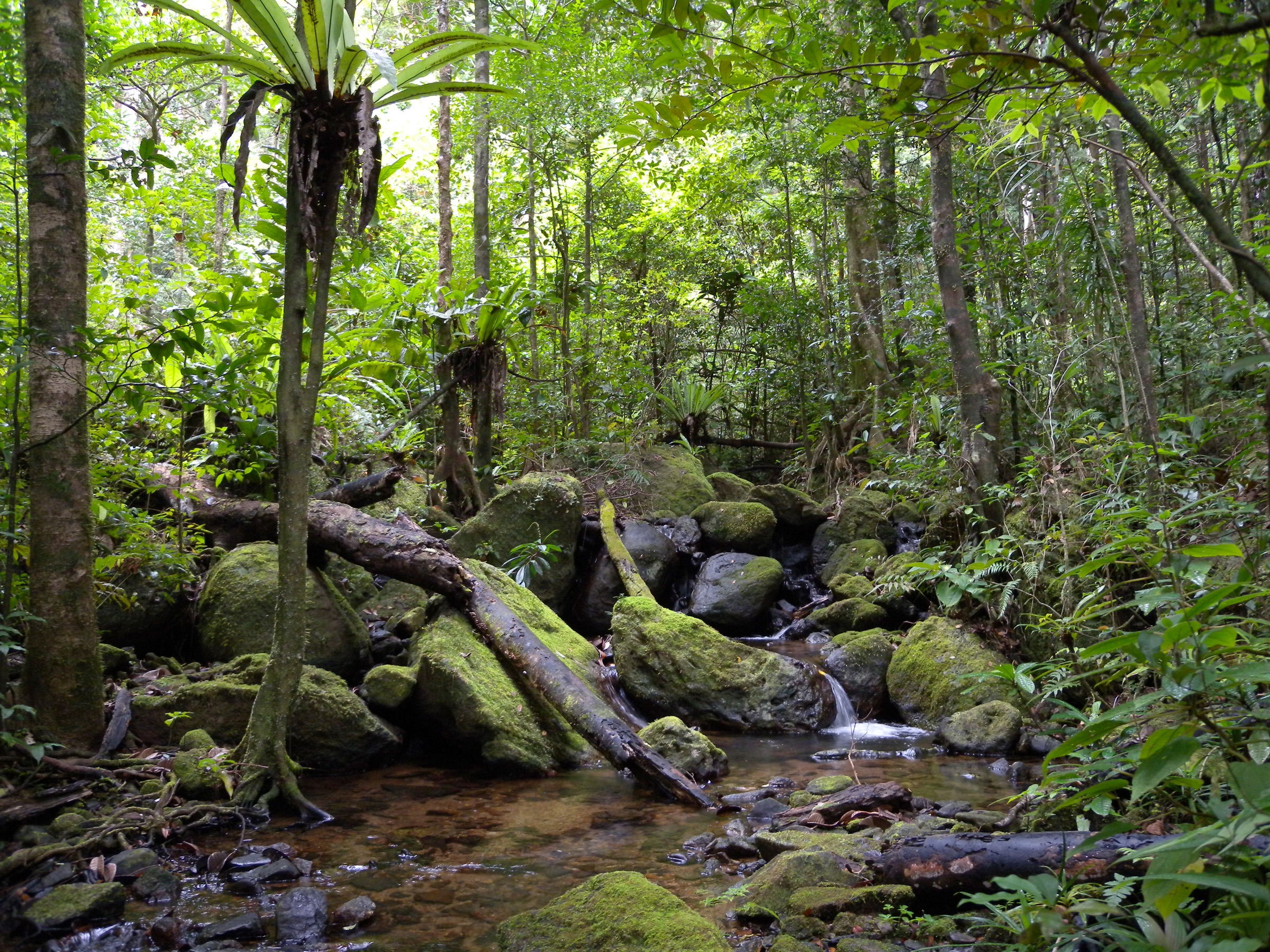 Habitat de forêt humide de basse altitude, Parc national de Masoala