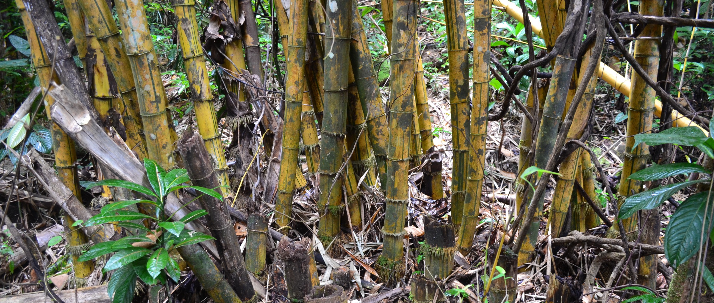 Bosquet de bambous à Nosy Mangabe