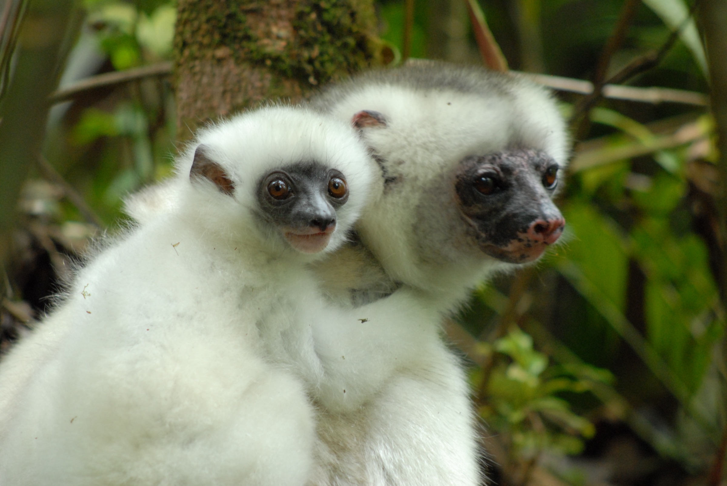Mère et bébé sifaka soyeux, Marojejy