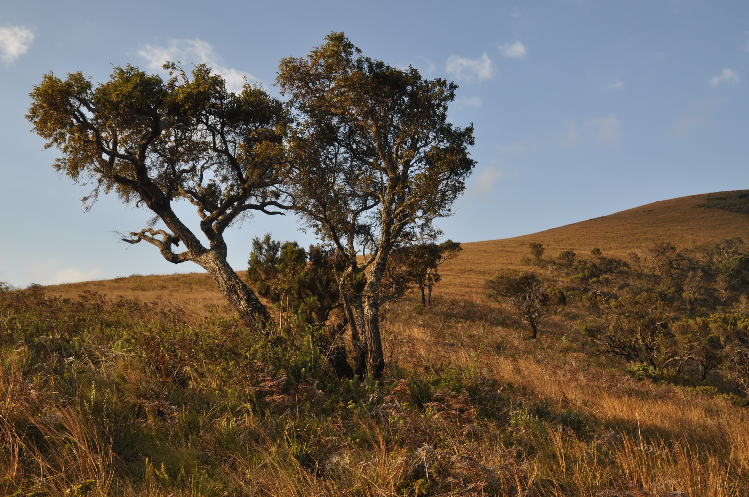 Prairie ouverte du plateau de Nyika (illustratif de l'approche de Chosi)