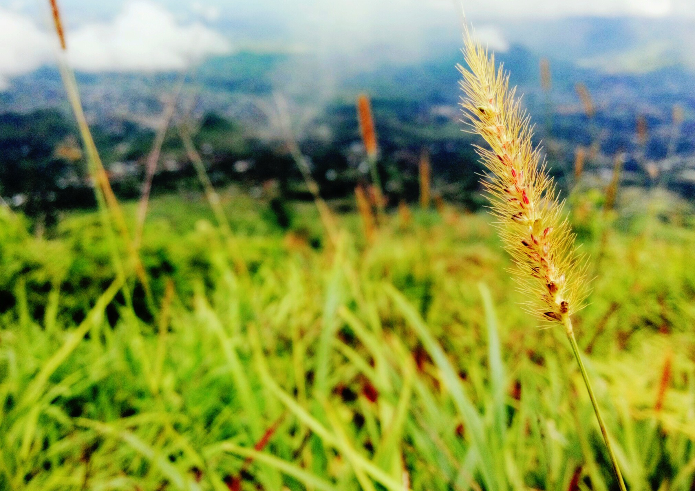 Malawi — Zomba Plateau: Essential Day-Hikes