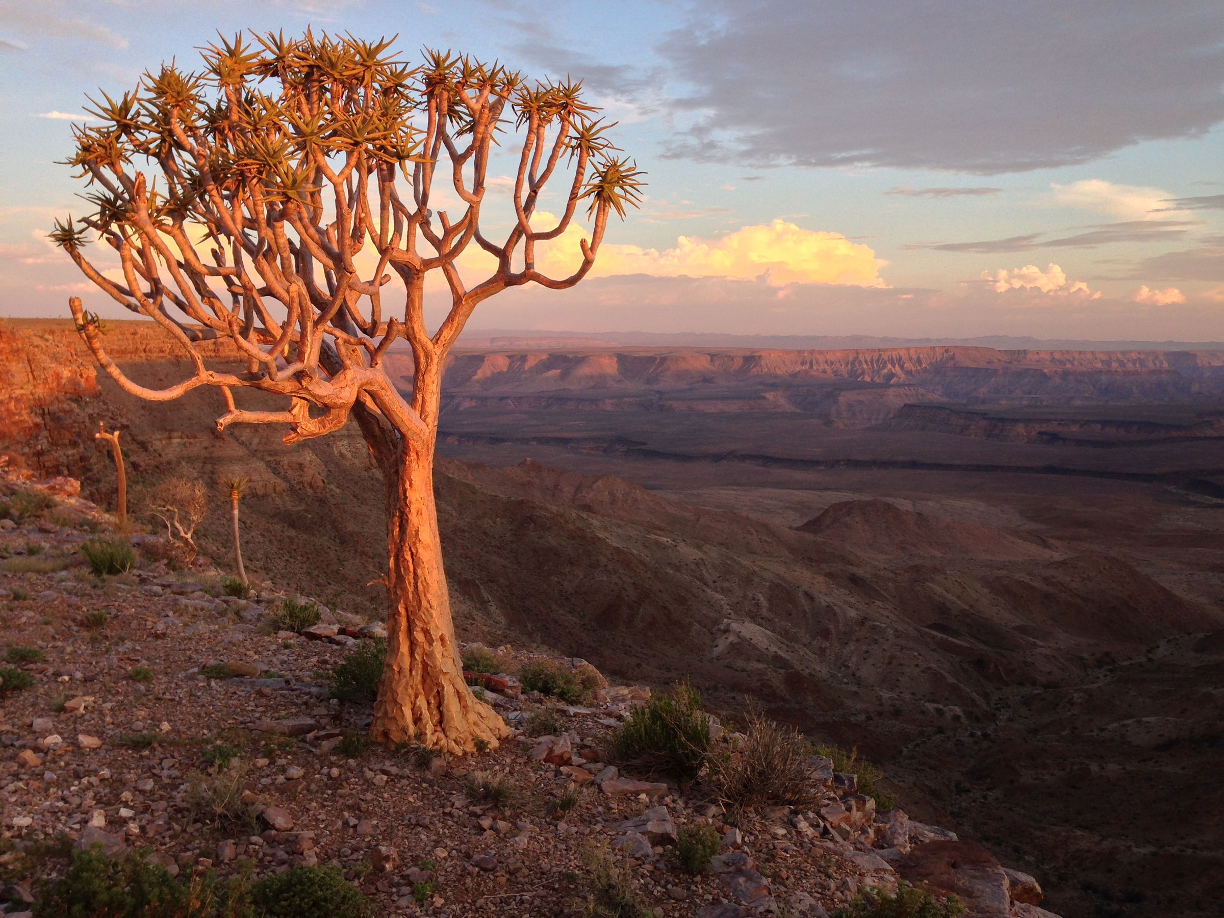 Arbre carquois au coucher du soleil, secteur du Fish River Canyon