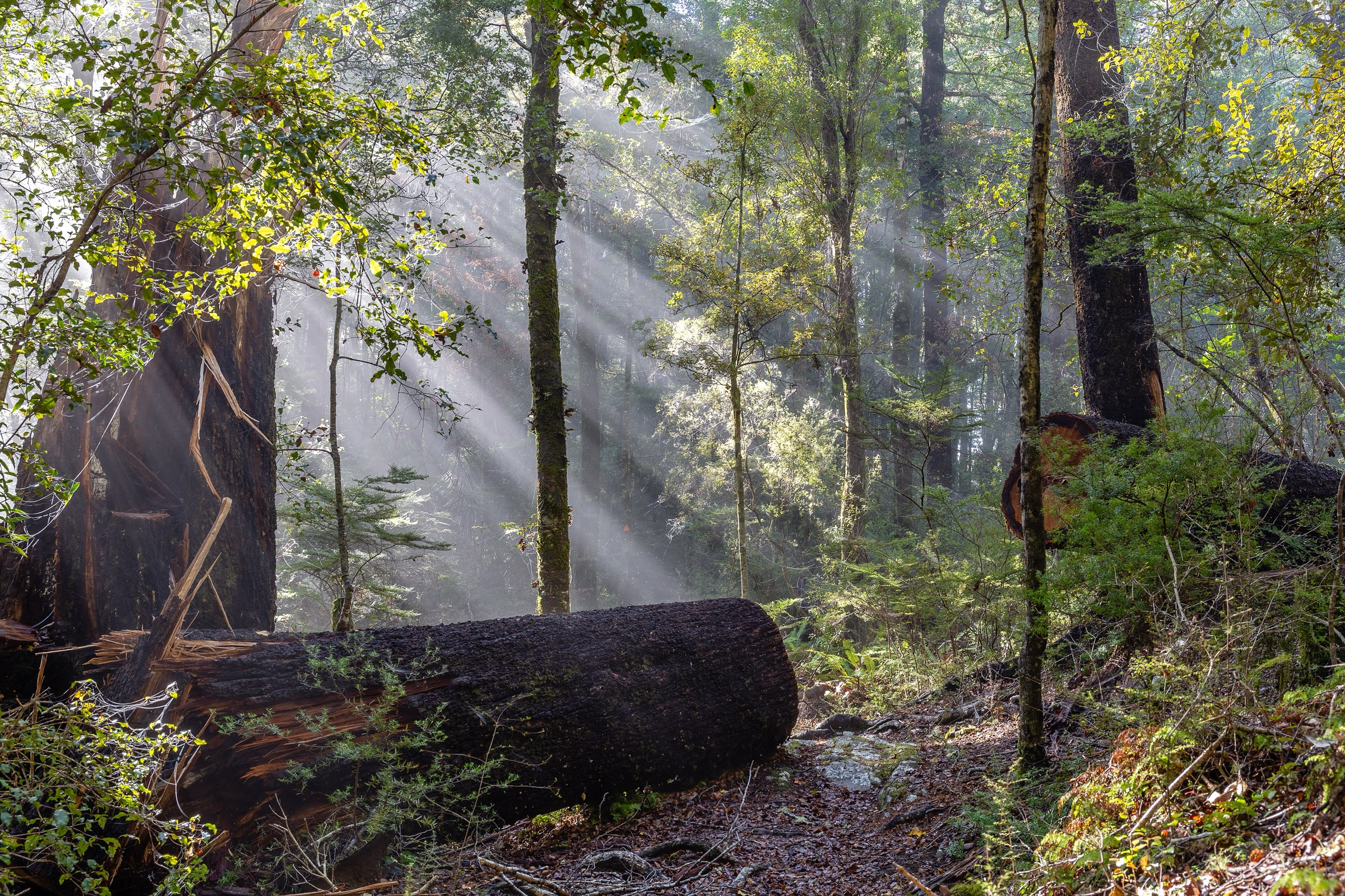 Sun through fog in the Bryant Range beech forest, New Zealand