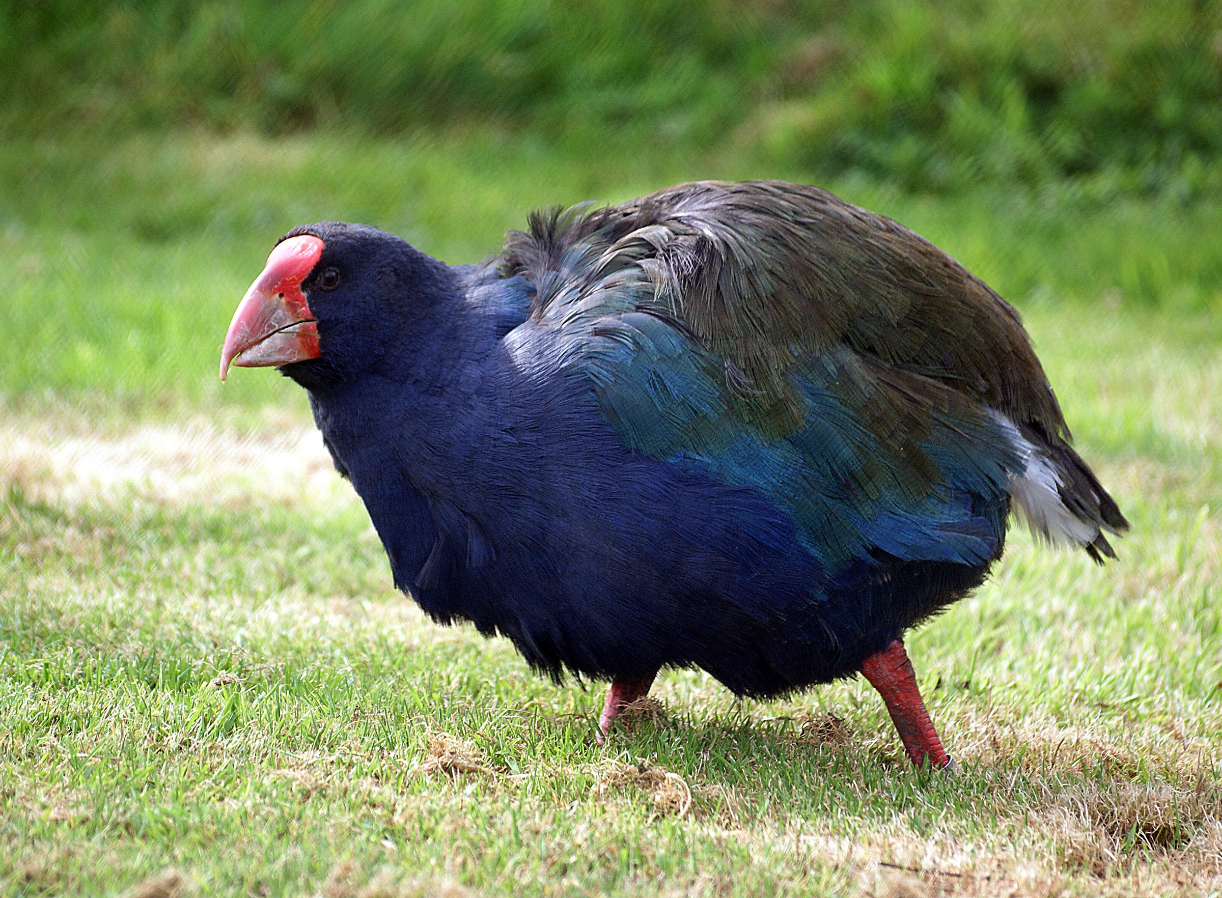 Takahē de l'île du Sud (Porphyrio hochstetteri)