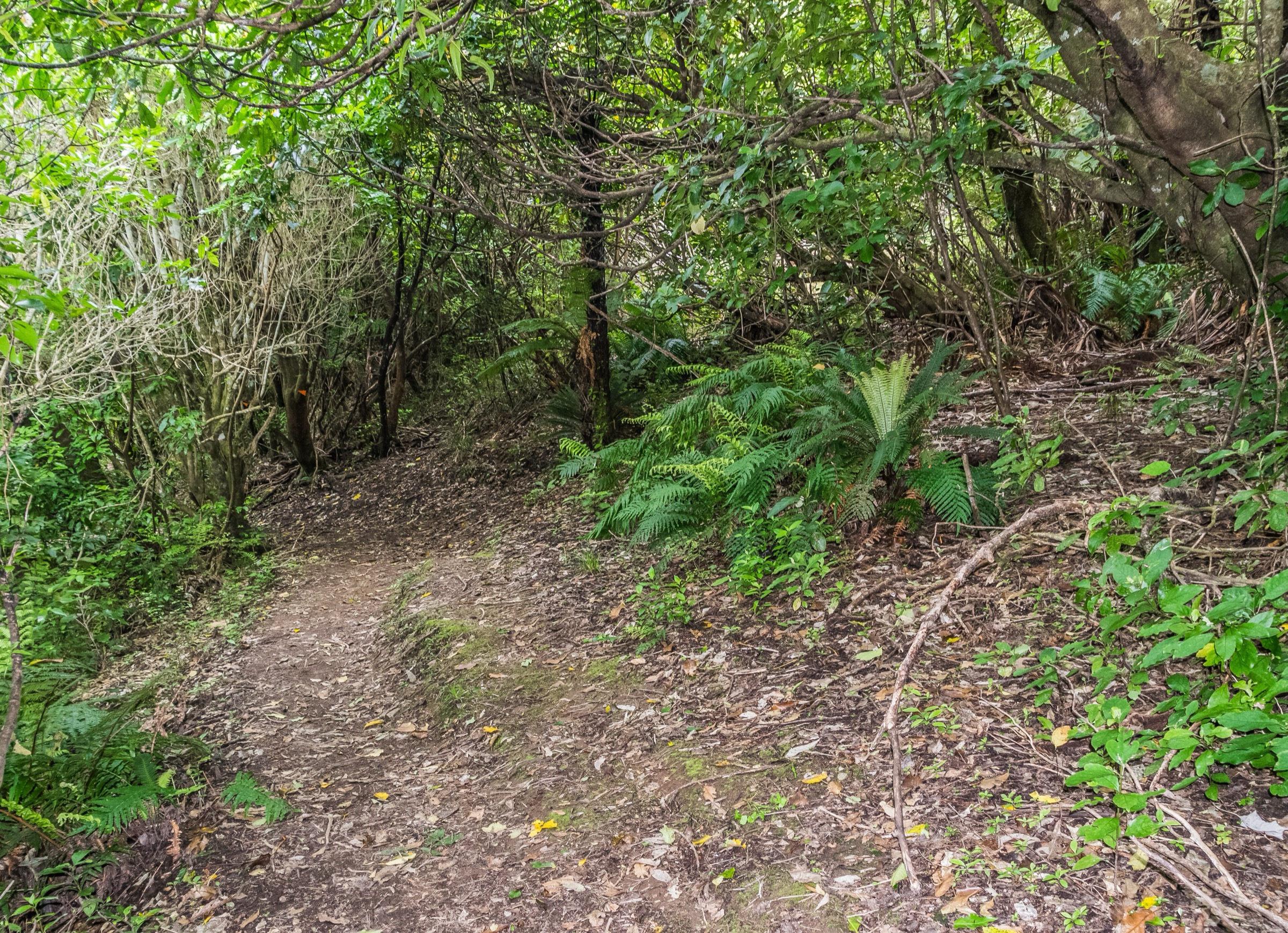 Forest trail through beech and podocarp in Te Urewera National Park