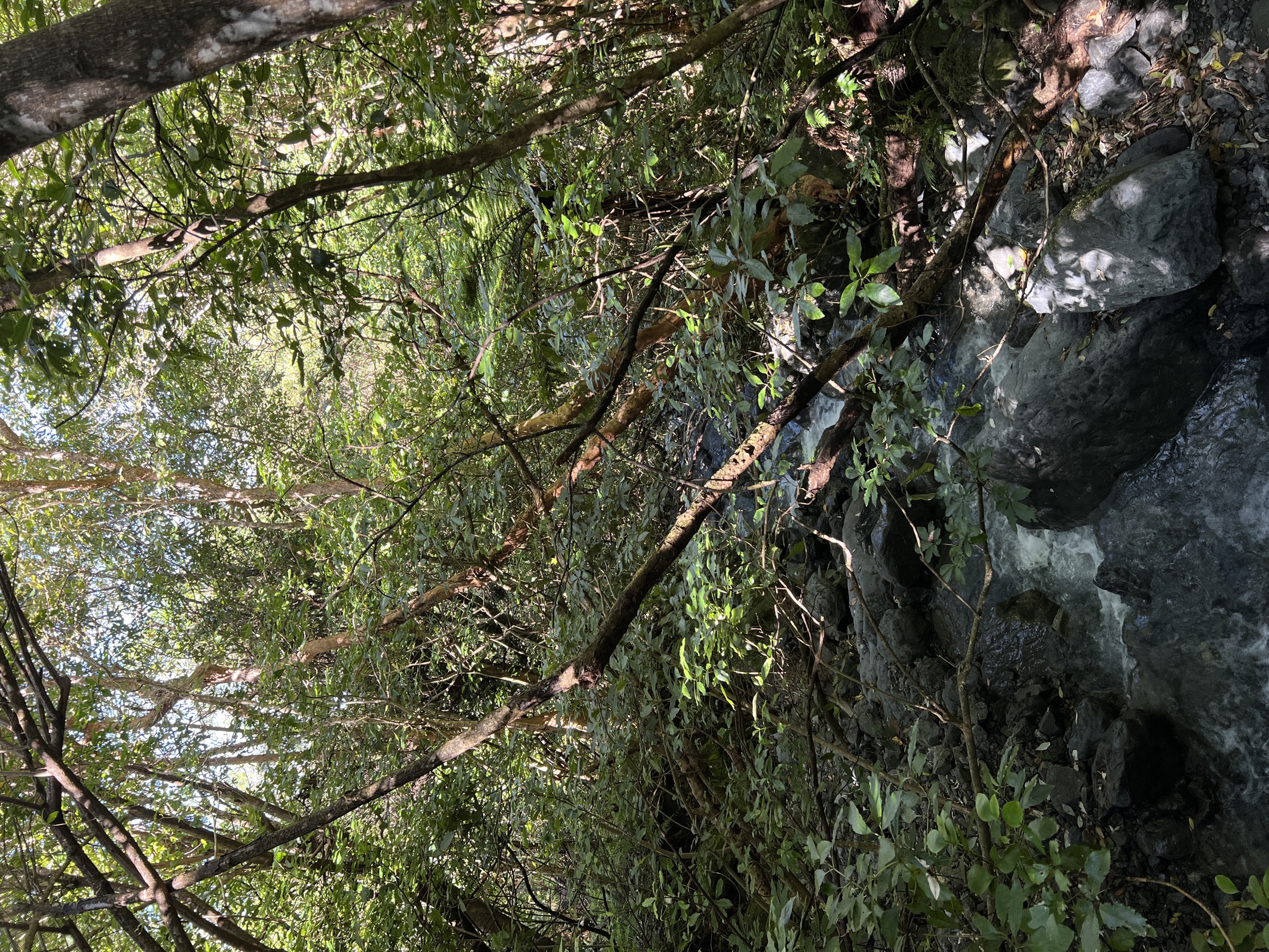 Fyffe-Palmer Scenic Reserve forest walk, Kaikōura, New Zealand