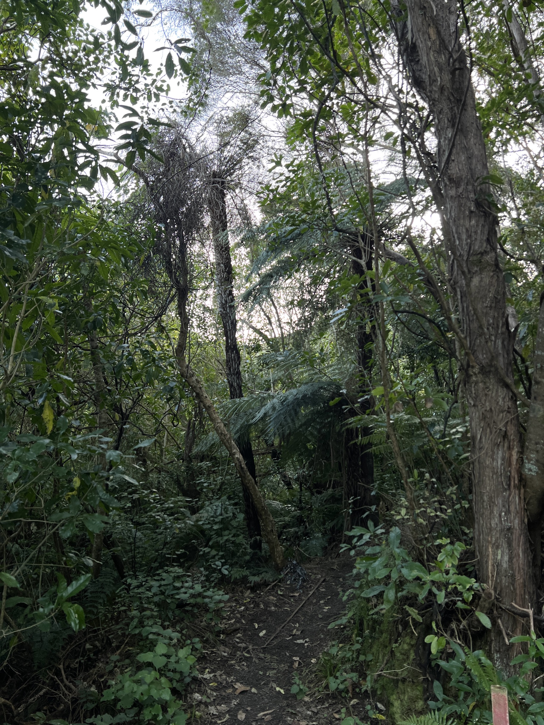 Hinau Track forest, Kaikōura District, New Zealand