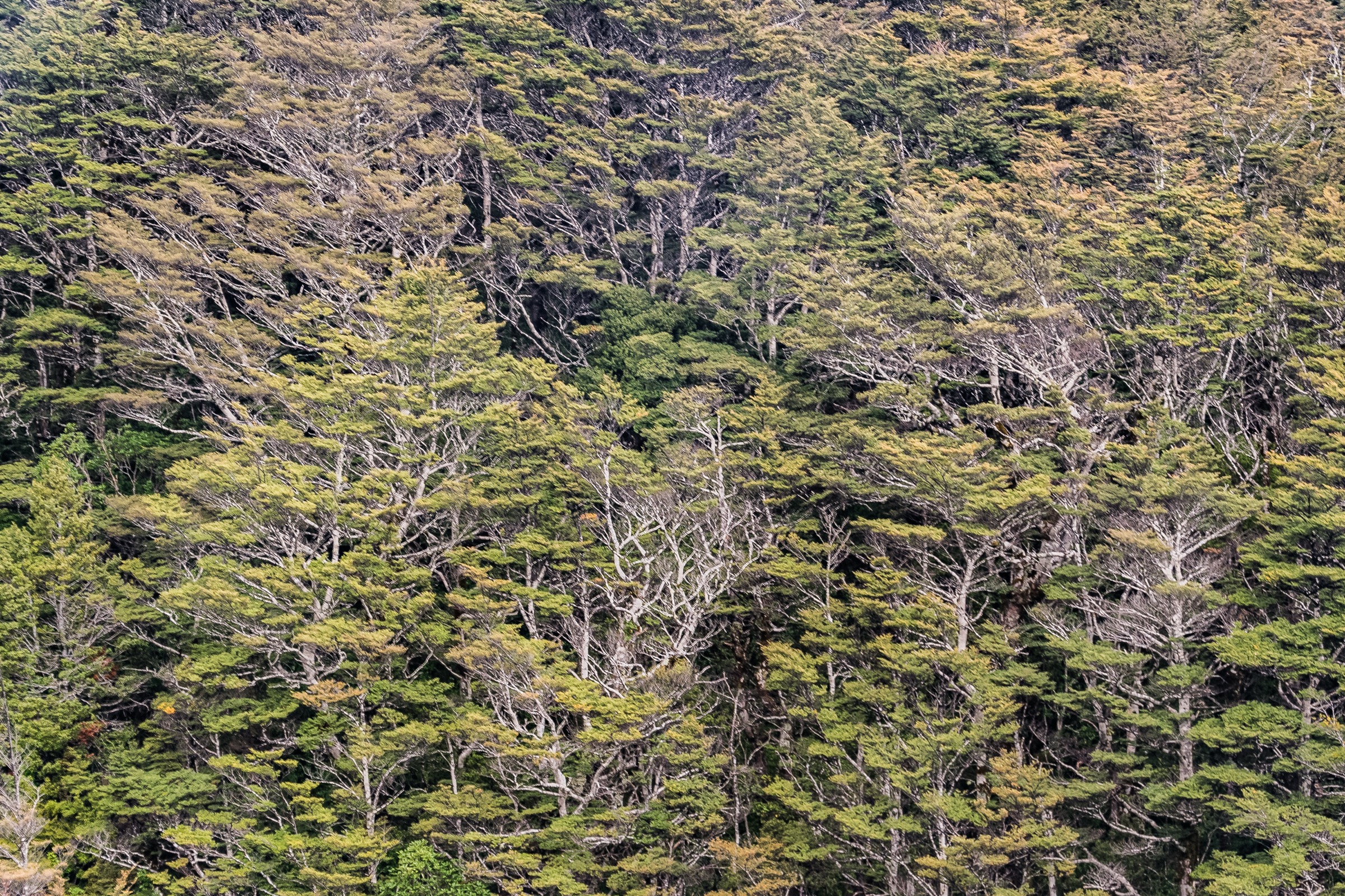 Beech (Nothofagus) forest interior, representative of the mixed beech and podocarp forest on the Kaimanawa Forest Loop