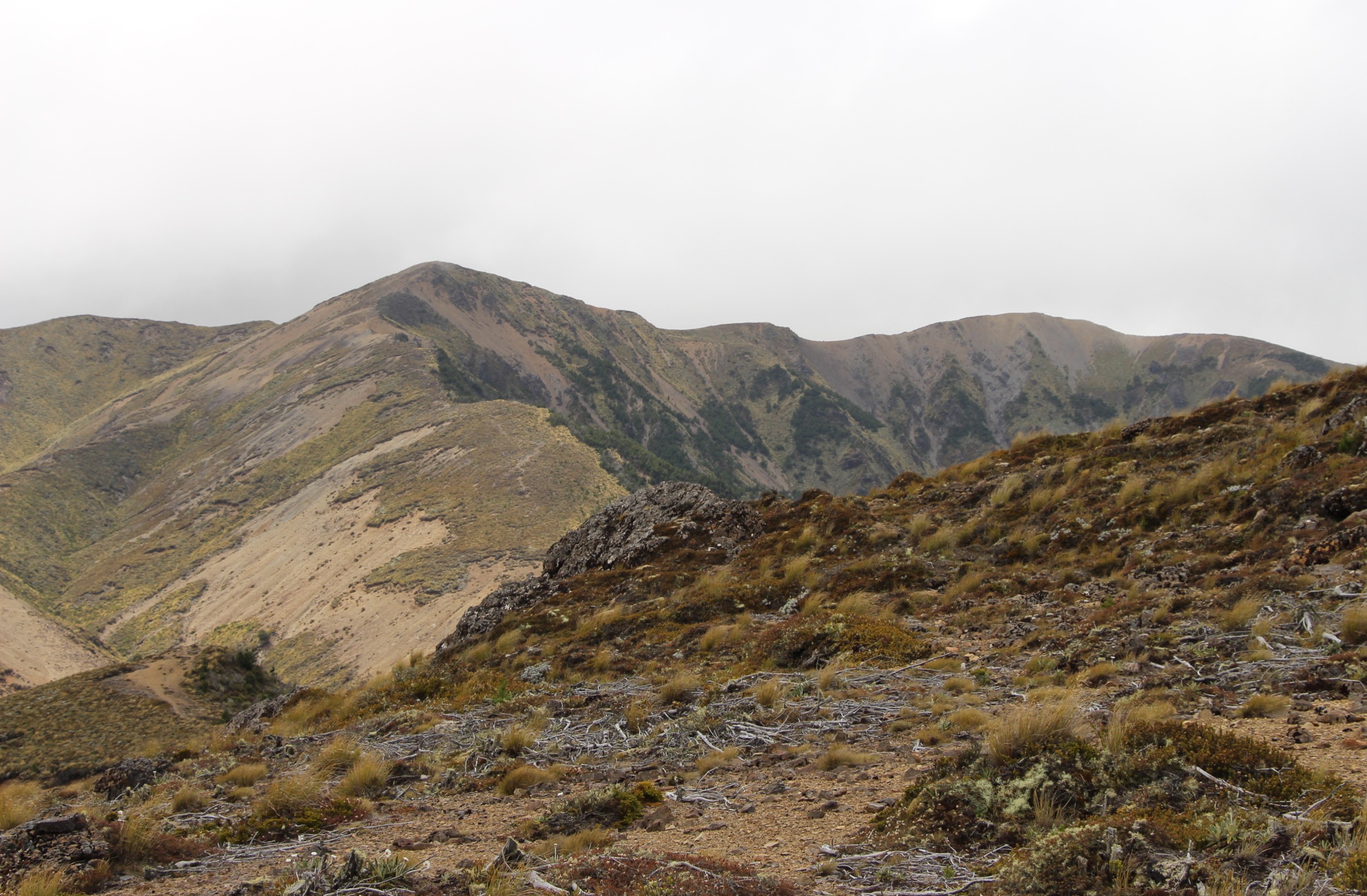 Tops sub-alpins exposés de la chaîne principale des Kawekas près de Back Ridge, Nouvelle-Zélande