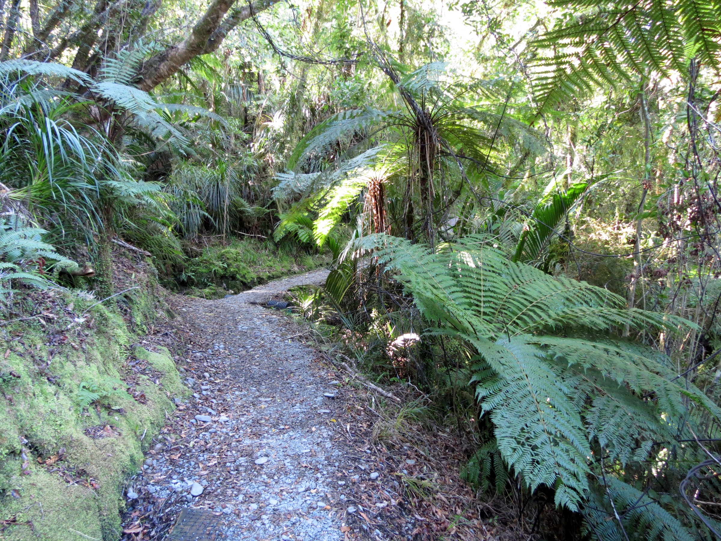 Inland Pack Track, Paparoa National Park, New Zealand