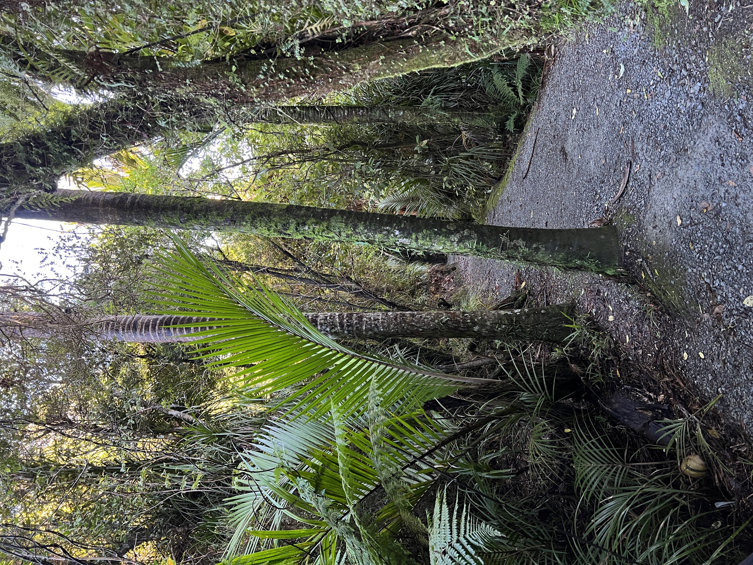 Coastal forest on the Truman Track, Paparoa National Park, New Zealand