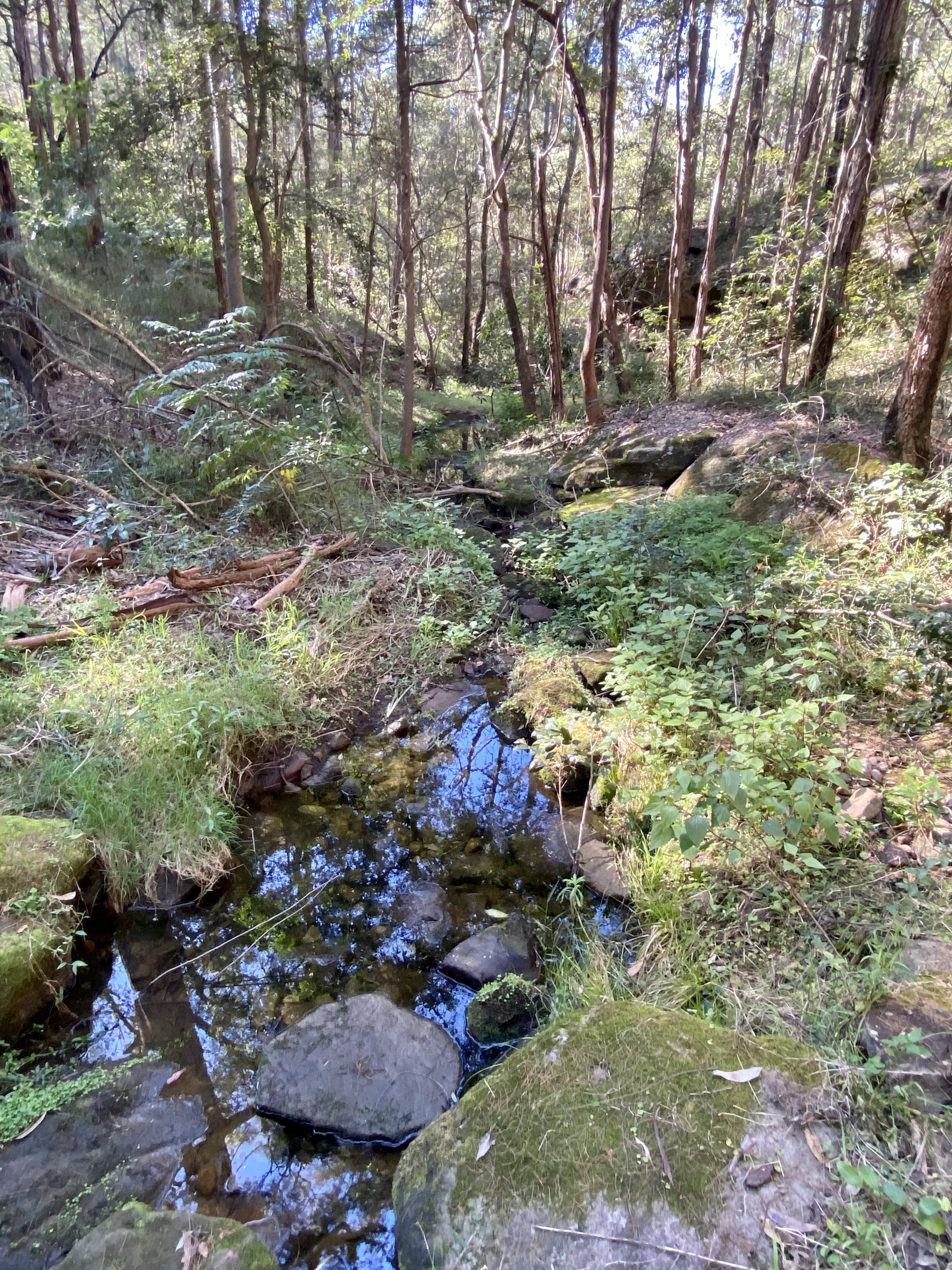 Creek in Tunnel Gully, Pākuratahi Forest, Wellington Region, New Zealand