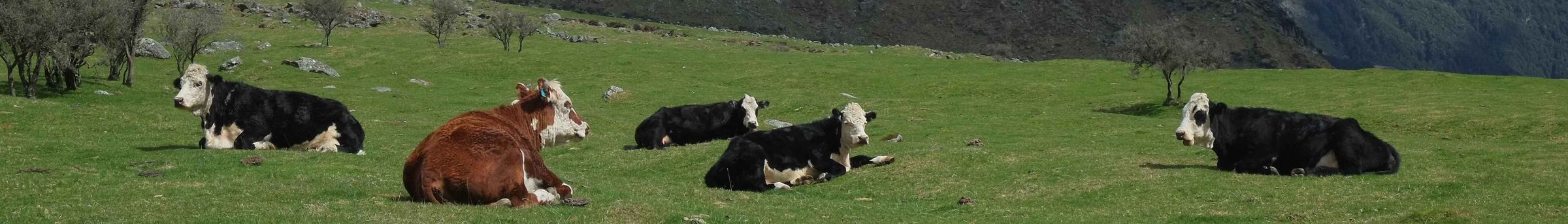 Cows in Matukituki Valley, Mount Aspiring National Park