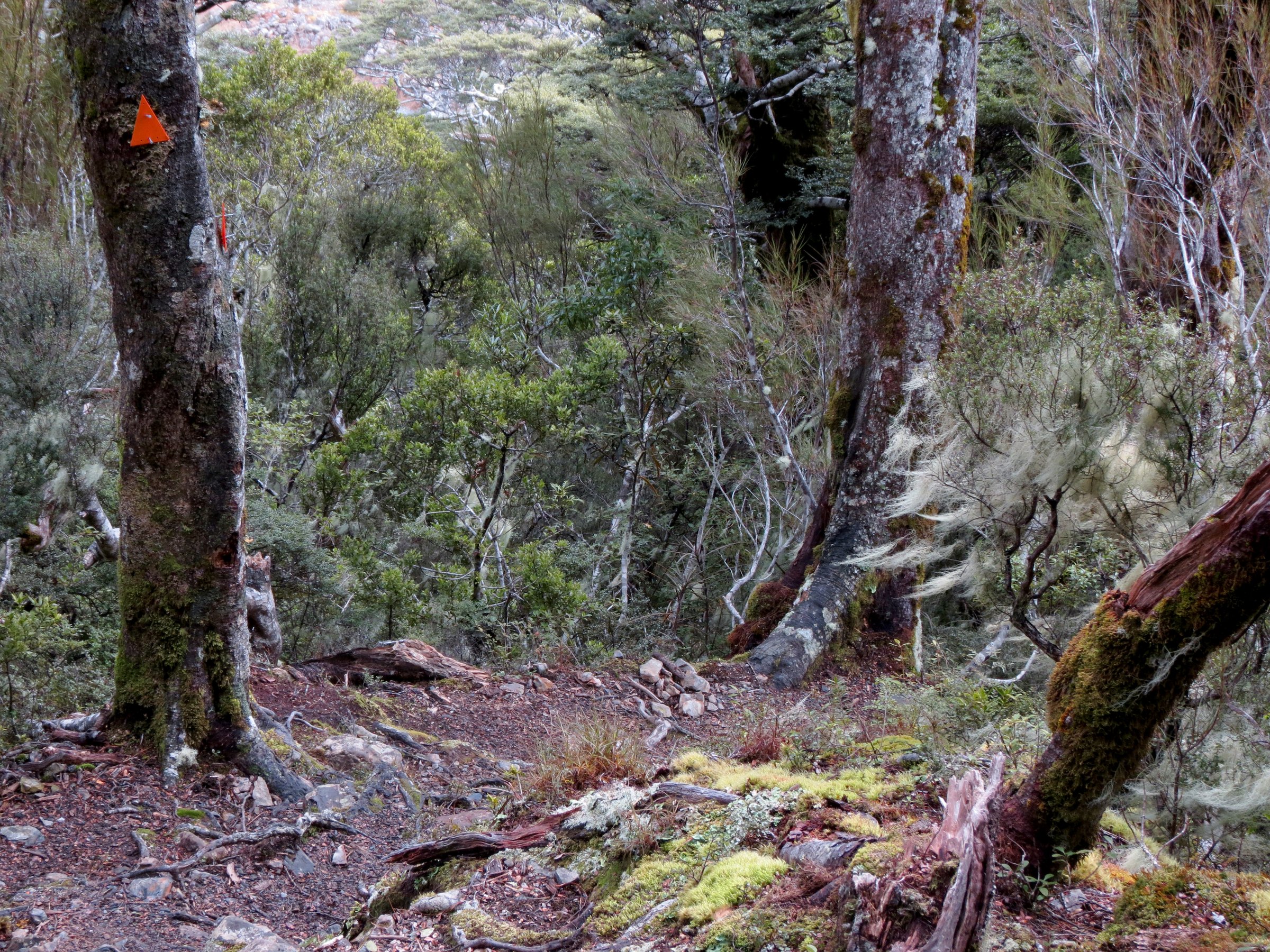 Mount Aicken Track, Arthur's Pass National Park