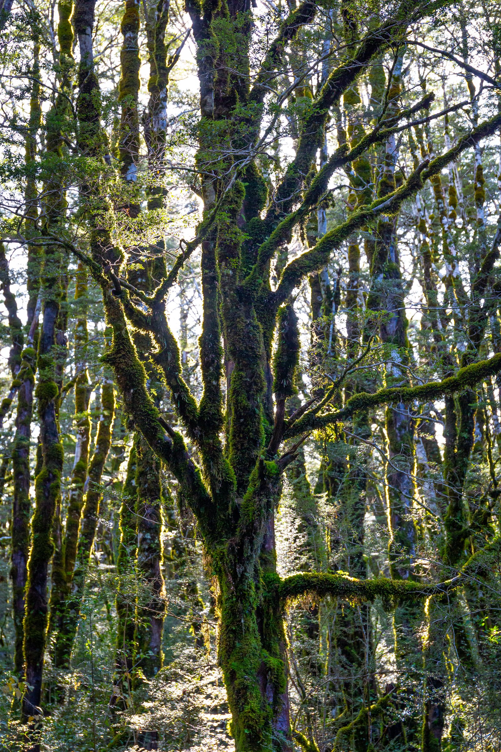 A mossy tree along Arthur's Pass Walking Track, Arthur's Pass National Park