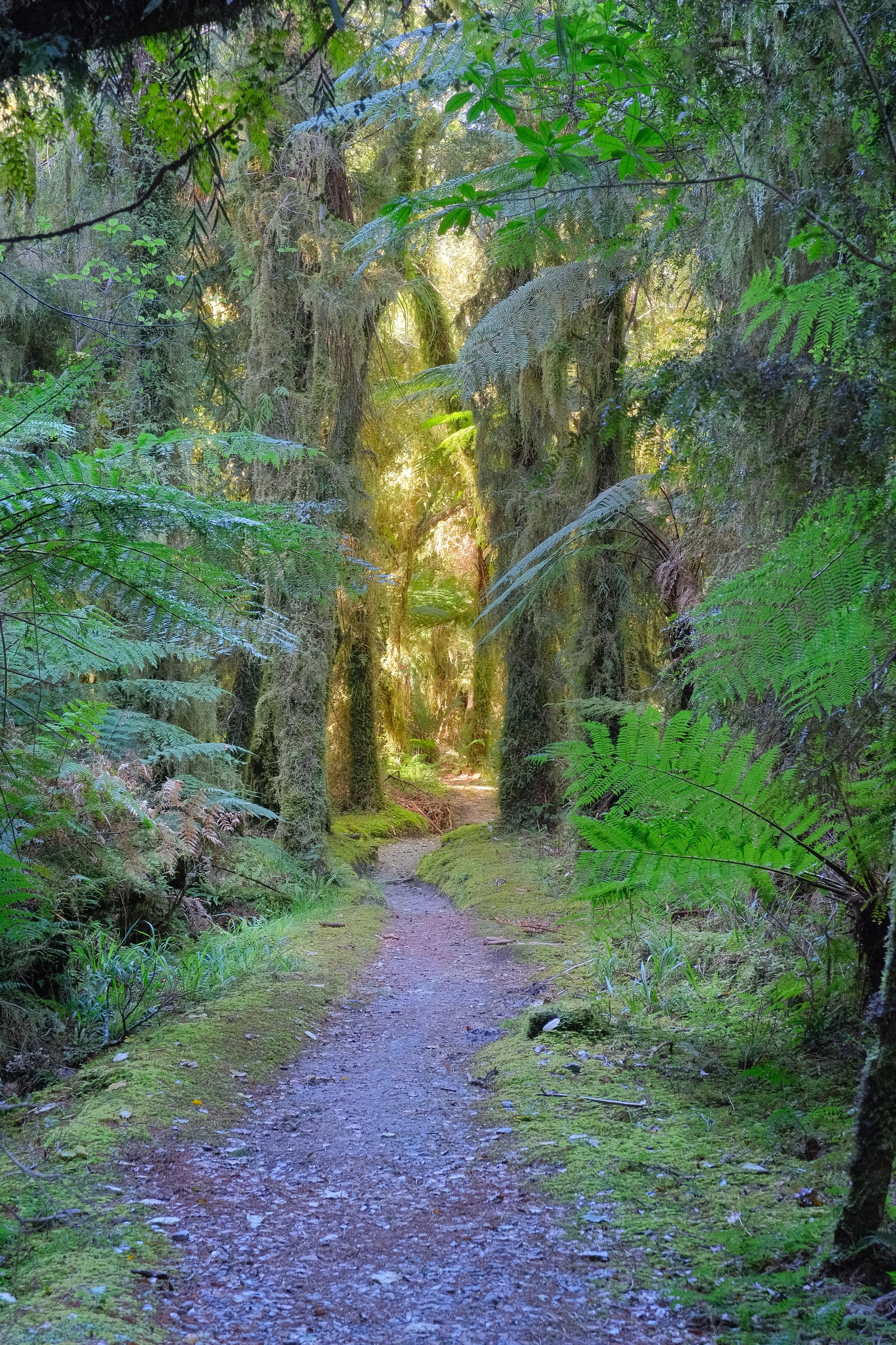 Copland Track through native bush near the start
