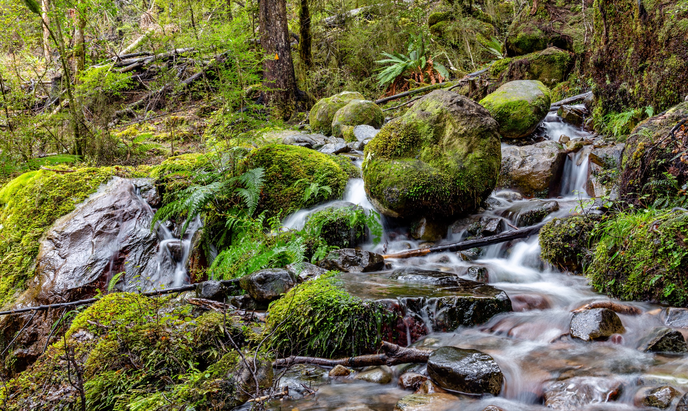 Stream between Sabine Hut and Speargrass Hut, Nelson Lakes National Park, New Zealand