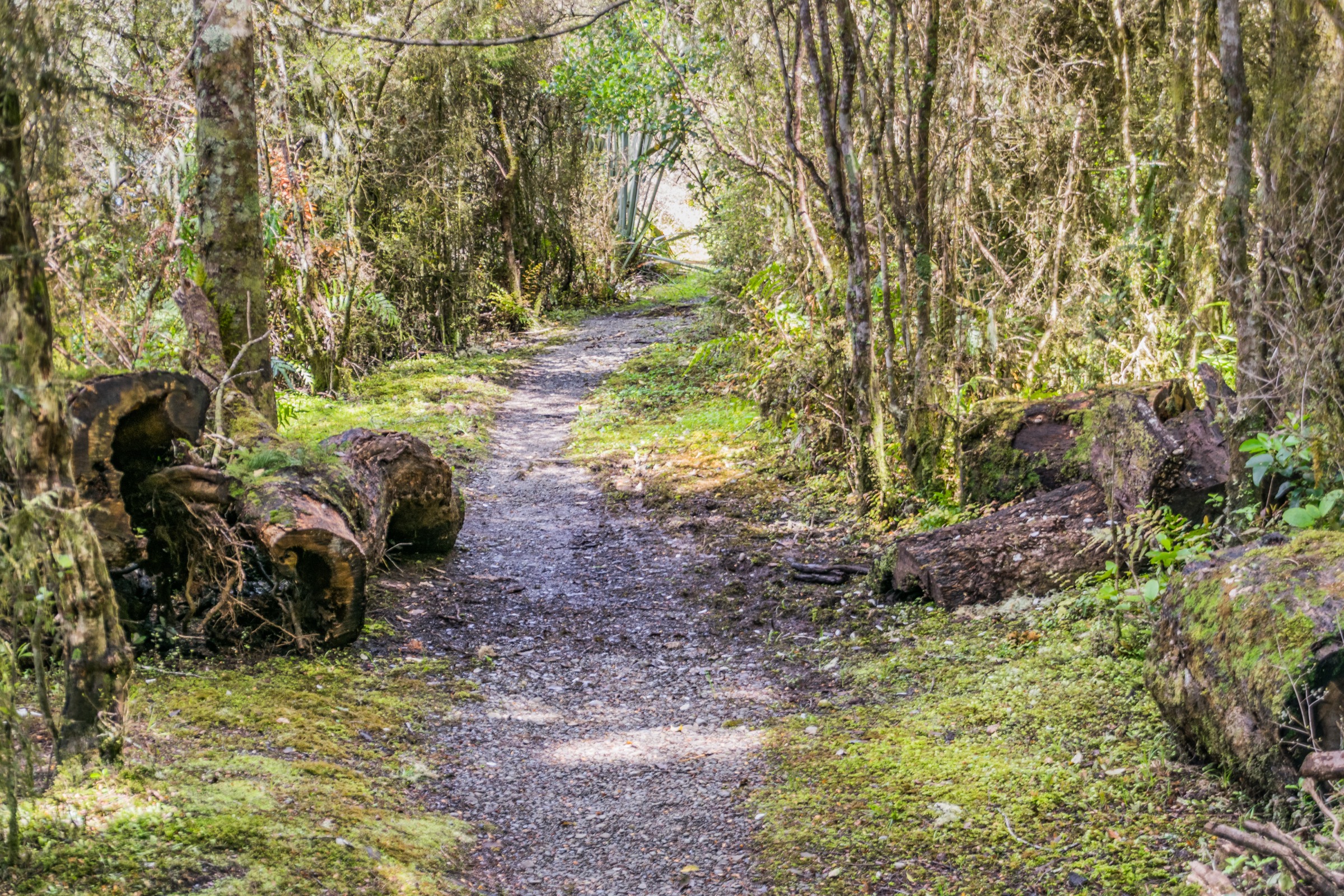 Beech-forest lake shore approach in Nelson Lakes National Park, New Zealand