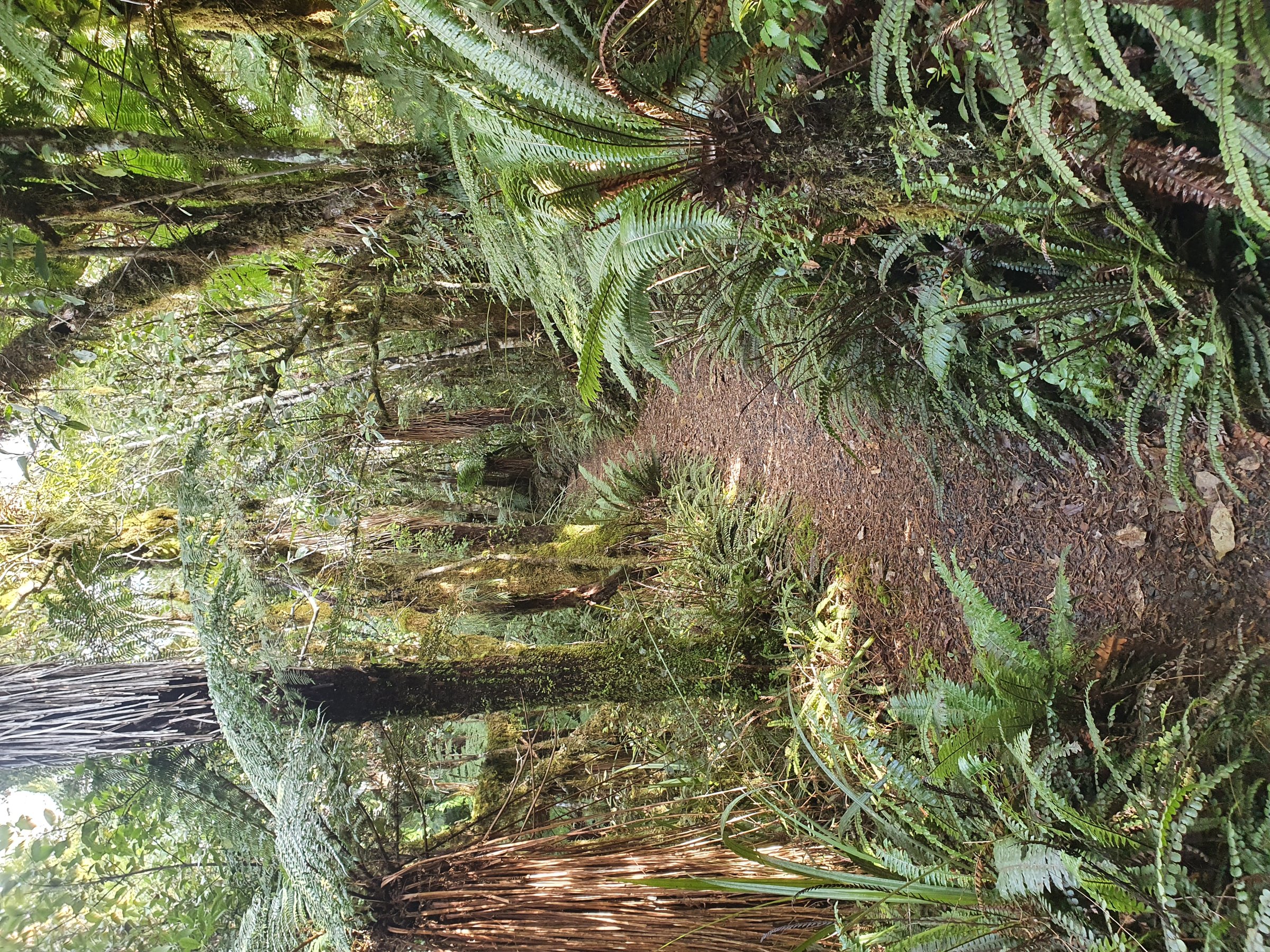 Tupapakurua Falls