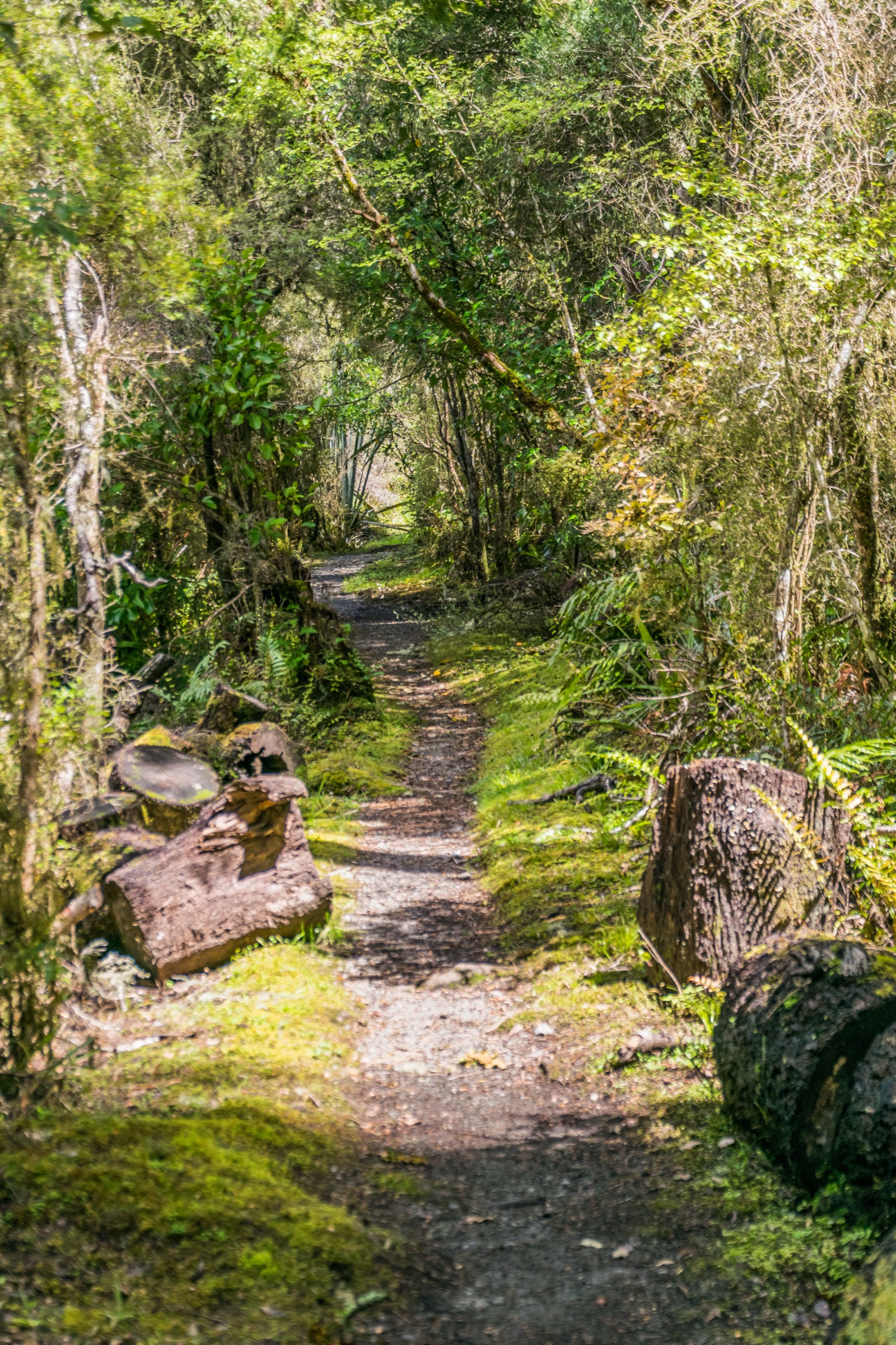 Track de tramping forestier en hêtres, parc national des Nelson Lakes, Nouvelle-Zélande