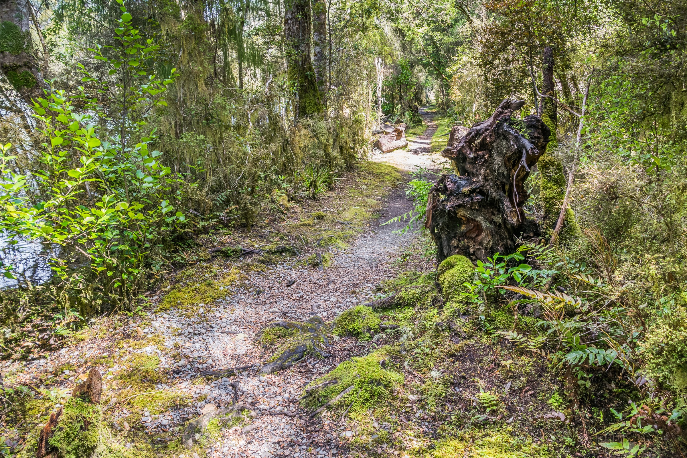 Track de tramping alpin au-dessus de la limite forestière, parc national des Nelson Lakes, Nouvelle-Zélande