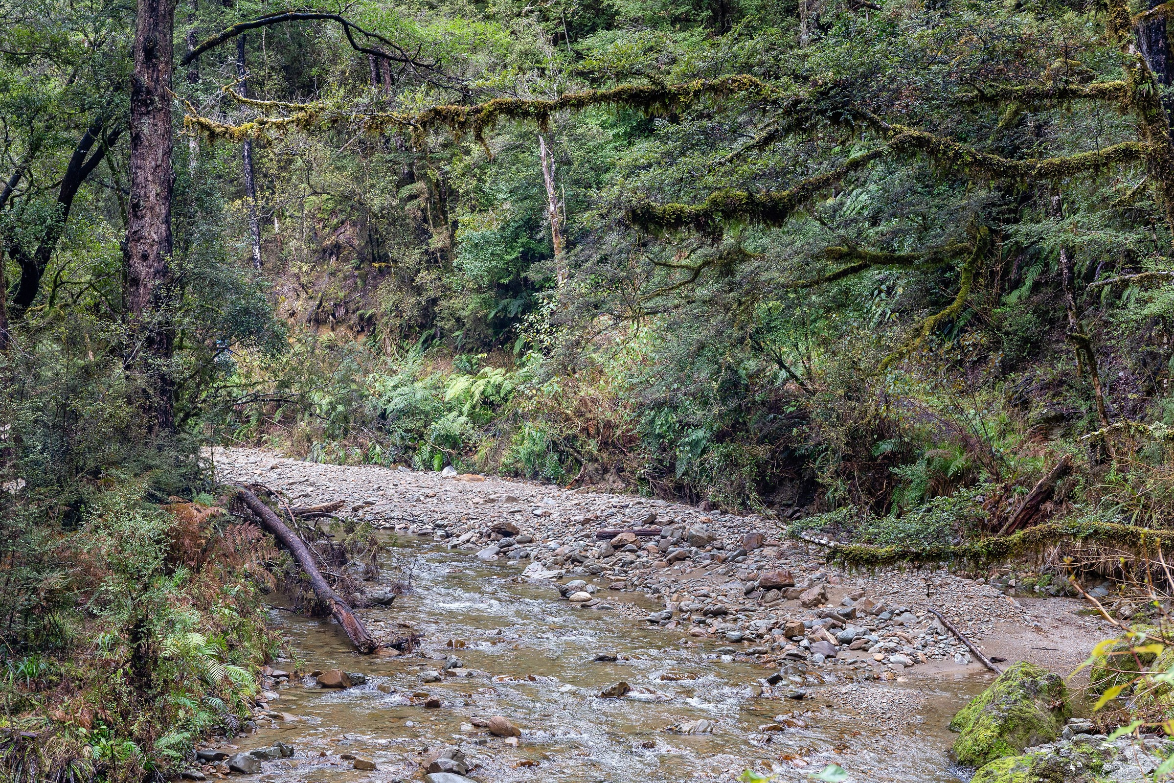 Topffer Creek in Victoria Forest Park, West Coast, New Zealand