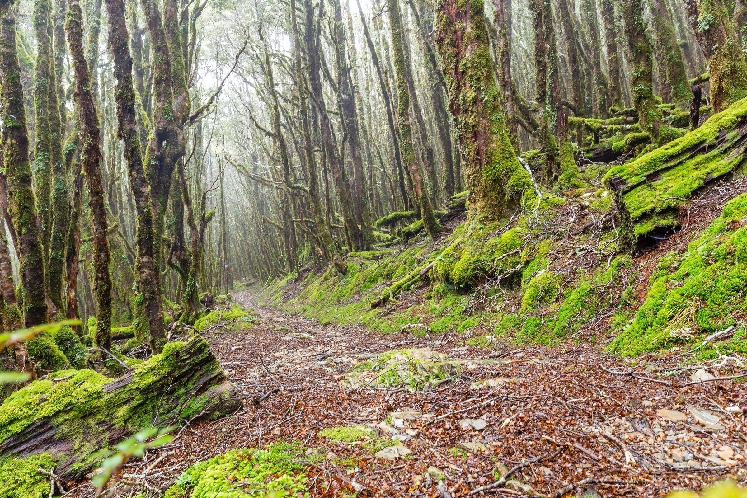 Kirwans Hut Track in Victoria Forest Park, West Coast, New Zealand