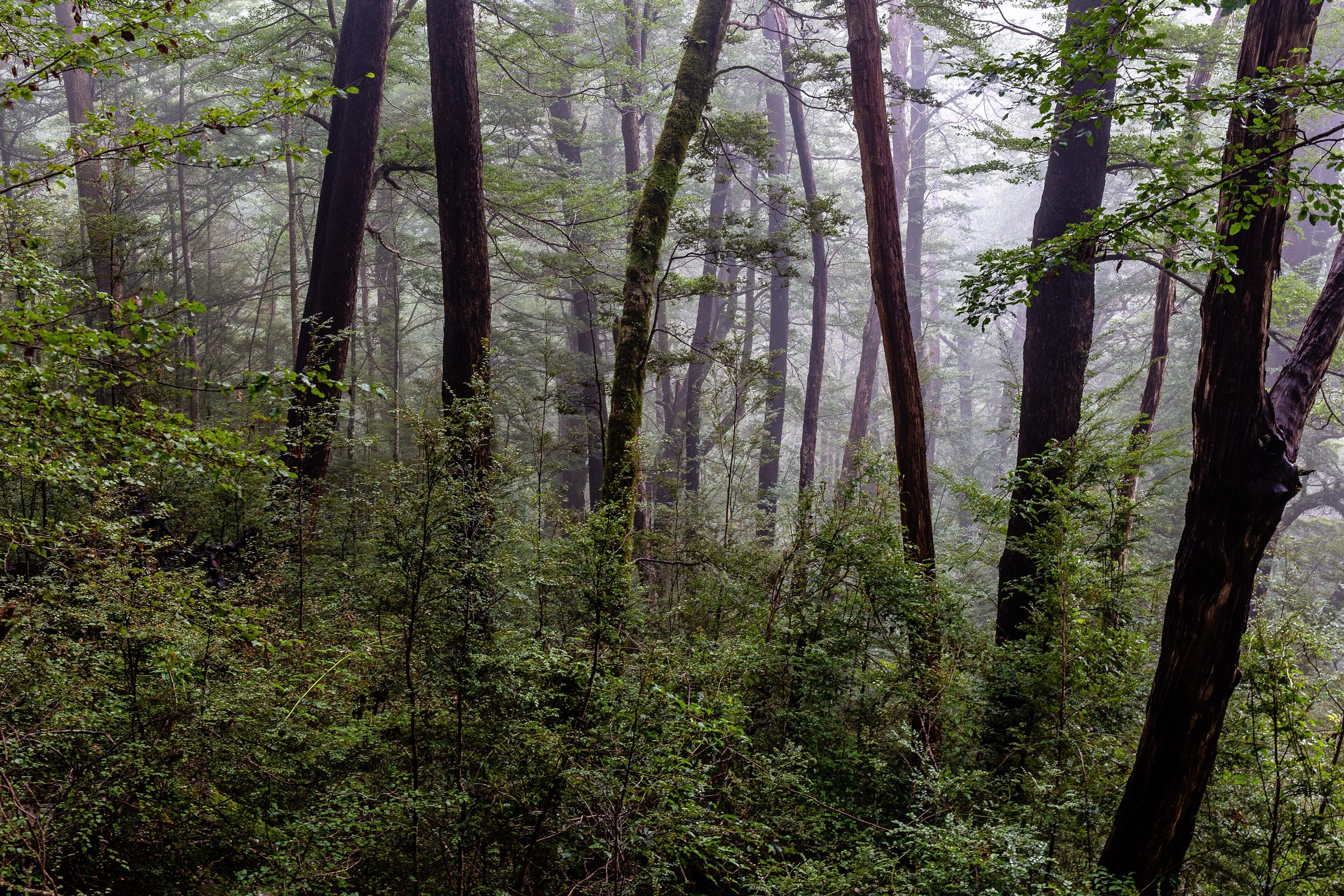 Bush in Victoria Forest Park, West Coast, New Zealand