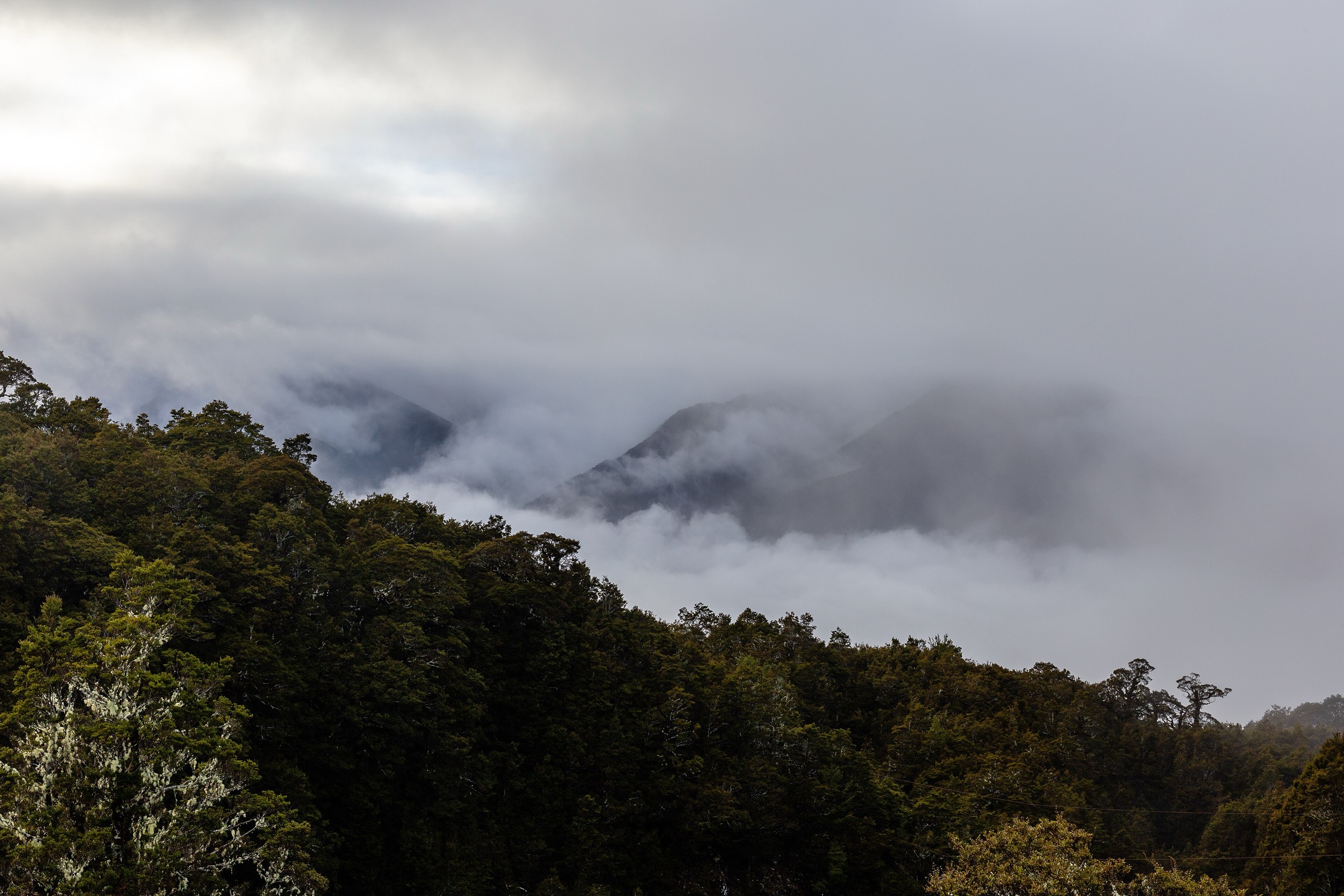 Beech forest in Victoria Forest Park, West Coast, New Zealand