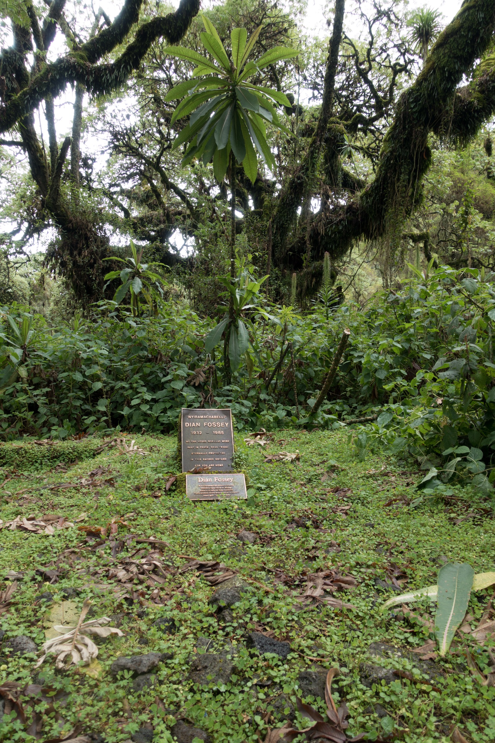 Dian Fossey's grave at the Karisoke memorial site in Volcanoes National Park, Rwanda