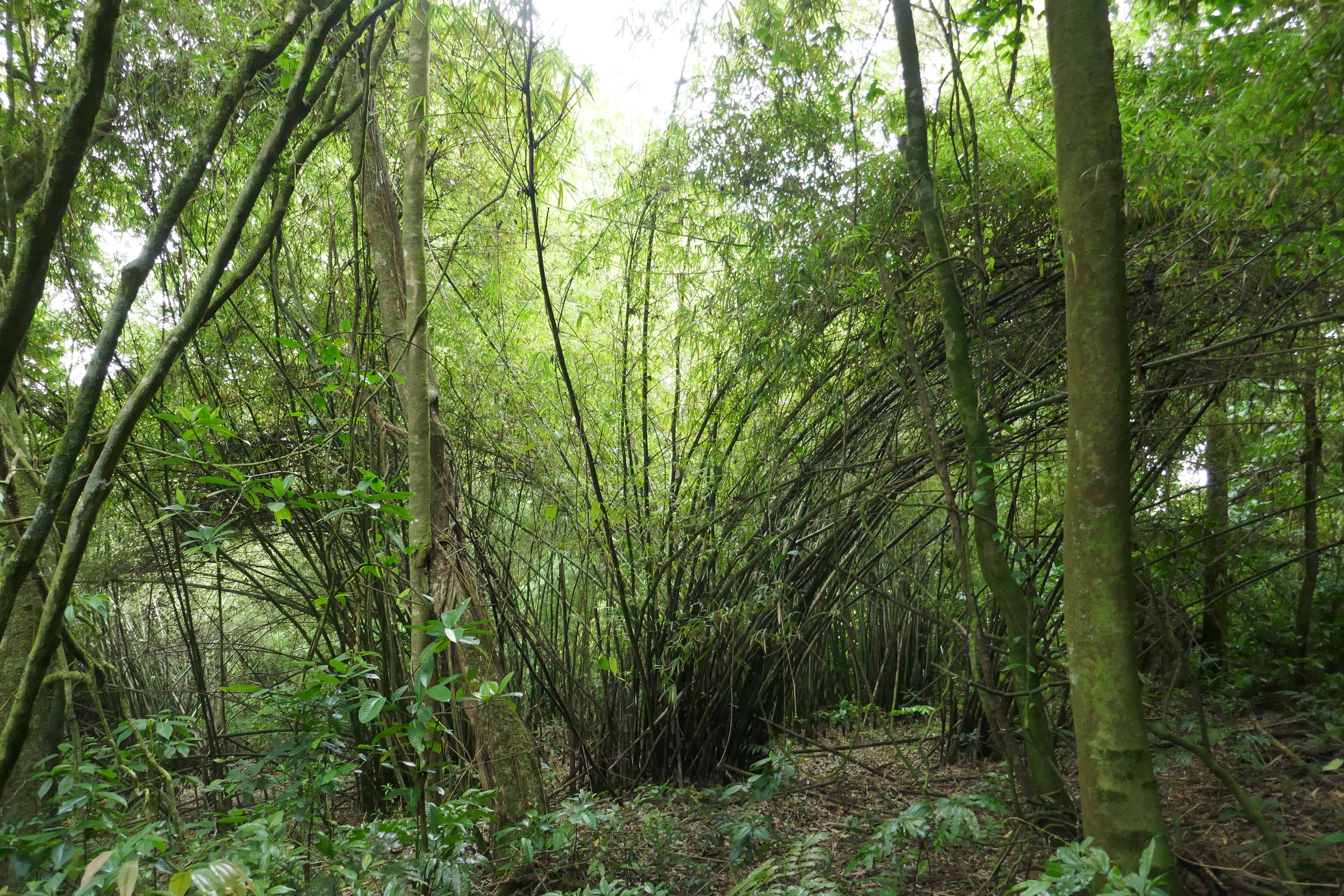 Végétation autour du cratère de la Lagoa Amélia à l'intérieur du Parque Natural Obô de São Tomé