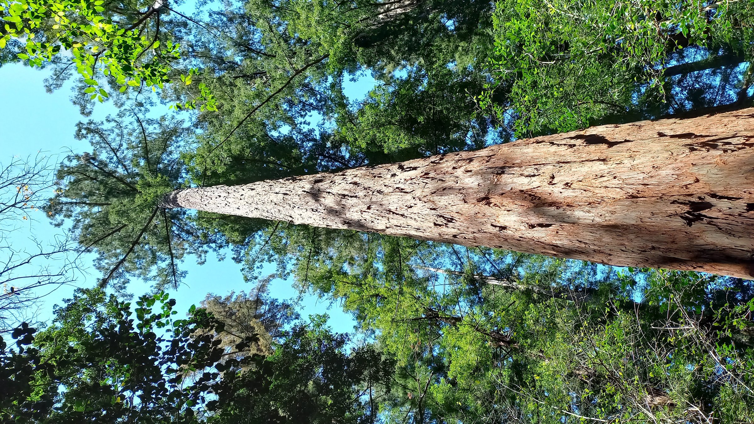Redwood tree in Grootvadersbosch Nature Reserve