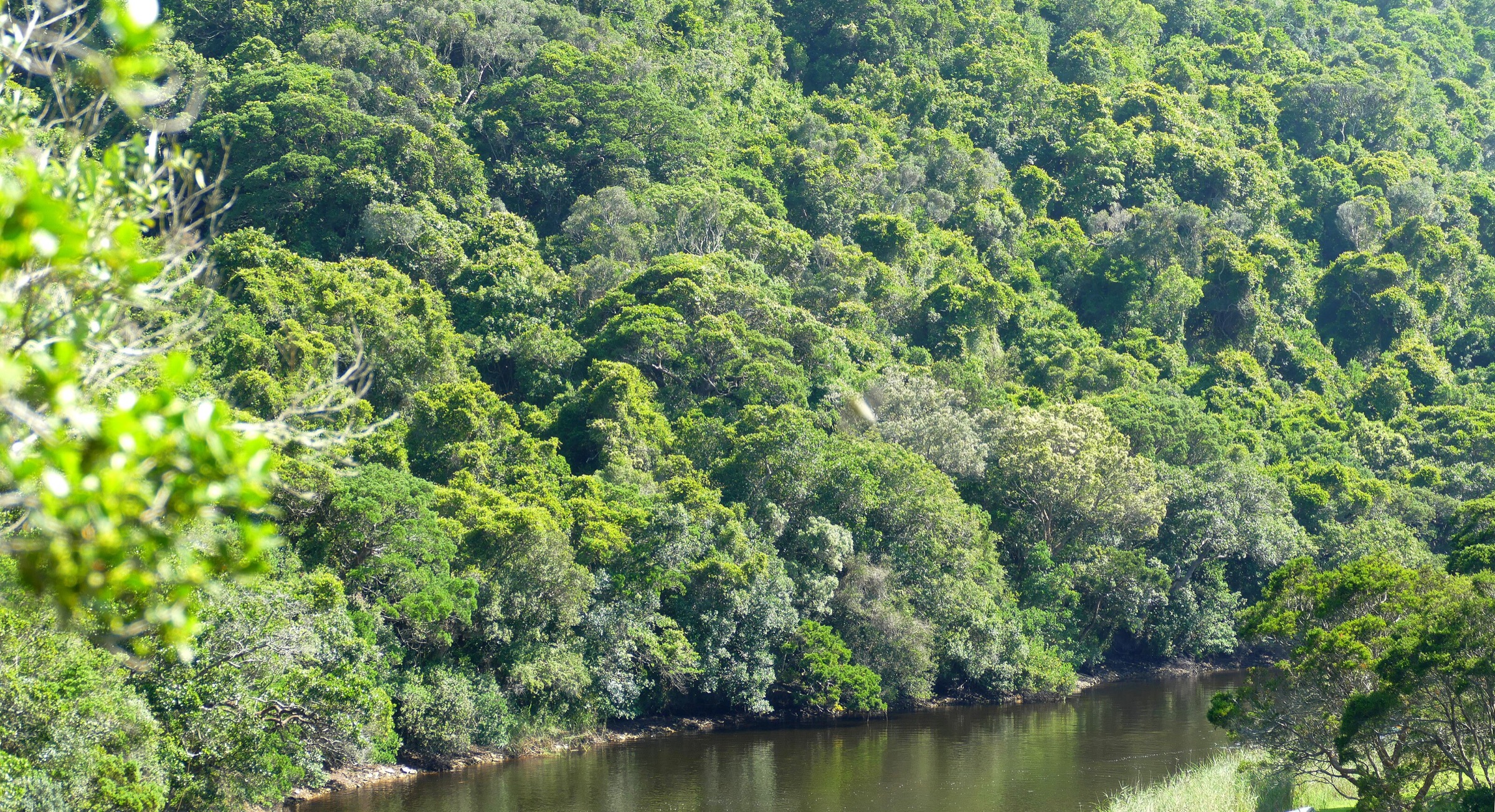 La rivière Touw sur le Half-collared Kingfisher Trail, section Wilderness du Garden Route National Park
