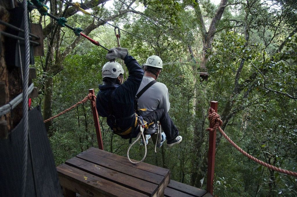 Canopée de la forêt de Tsitsikamma, Garden Route