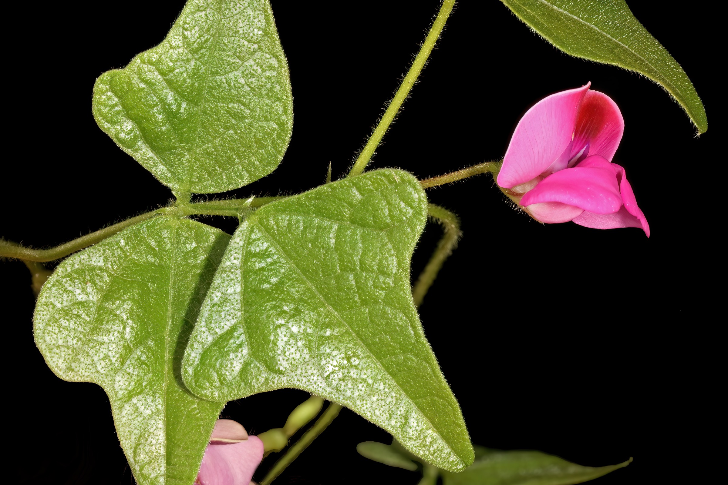 Flore du Soutpansberg — Dolichos trilobus subsp. transvaalicus