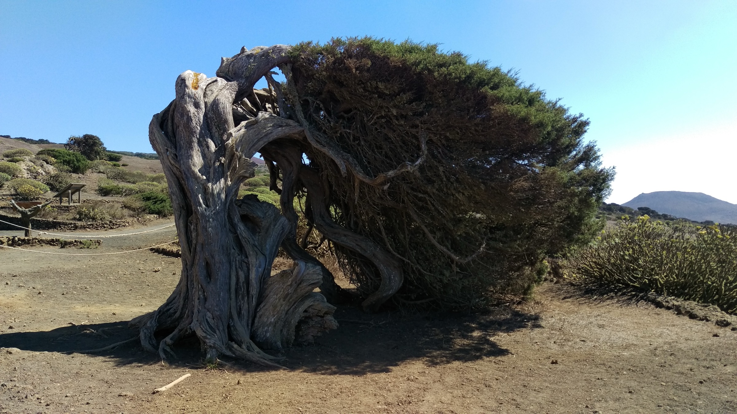 Spain — El Hierro Highlands: Essential Day-Hikes