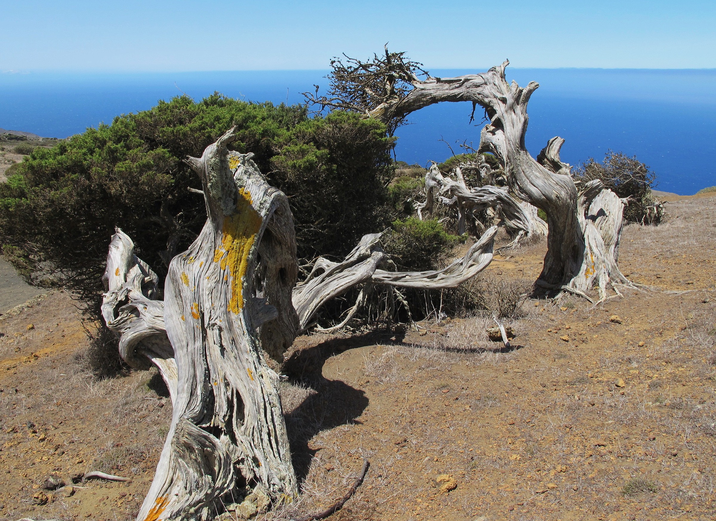 Palmeraie de genévriers de Phénicie sculptés par le vent à El Sabinar, El Hierro