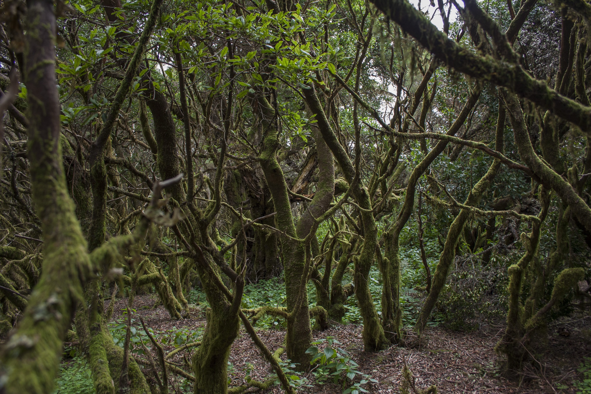 Forêt de fayal-brezal sur la Ruta de La Llanía, El Hierro