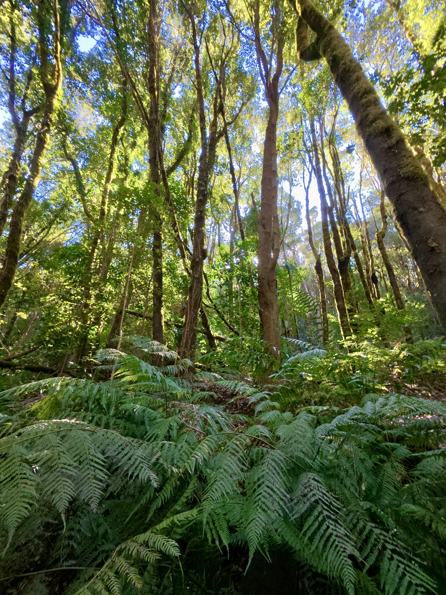 Laurisilva interior of Garajonay National Park