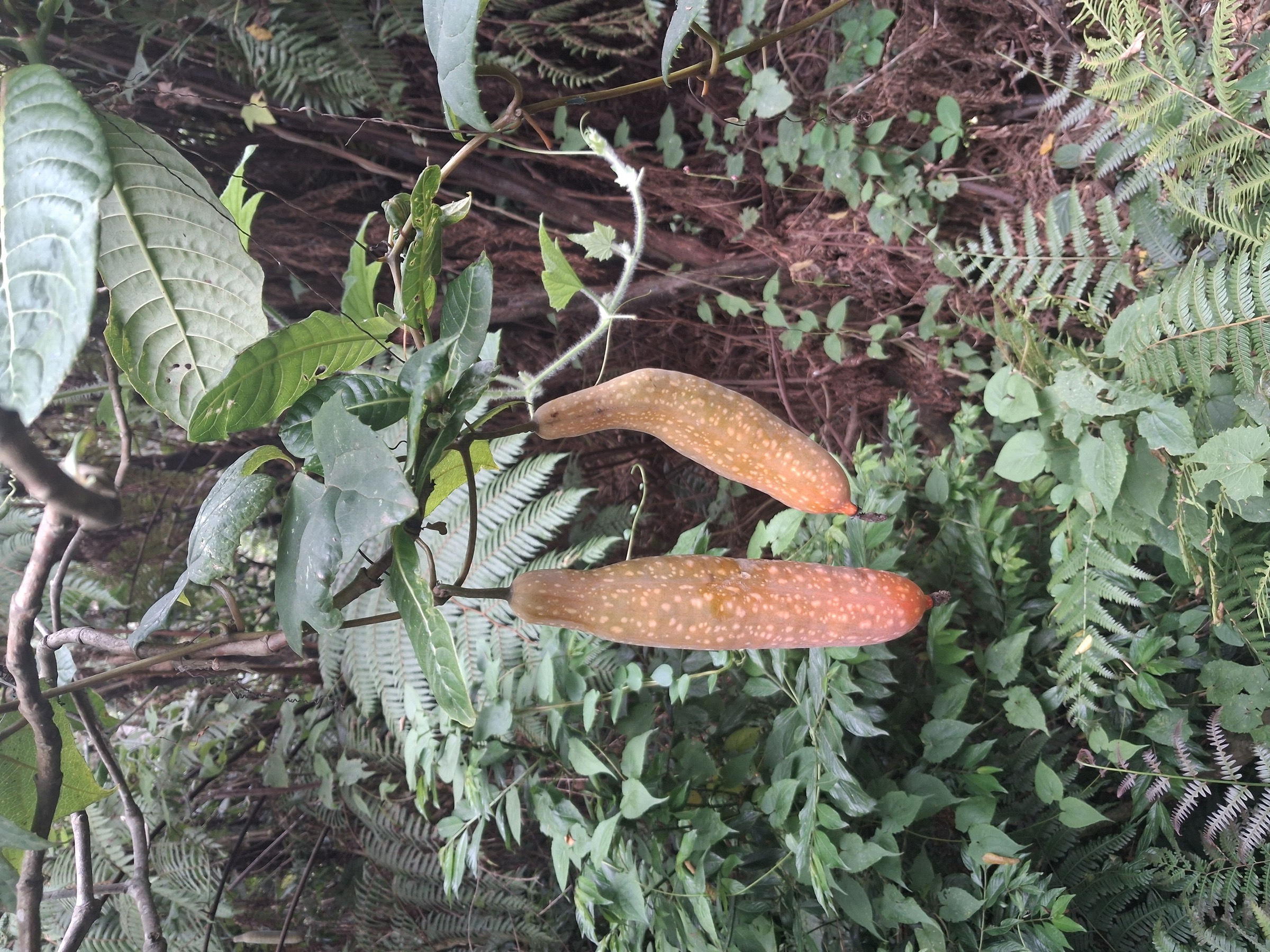 Tanzania — Eastern Arc Mountains: Ukaguru Mountains