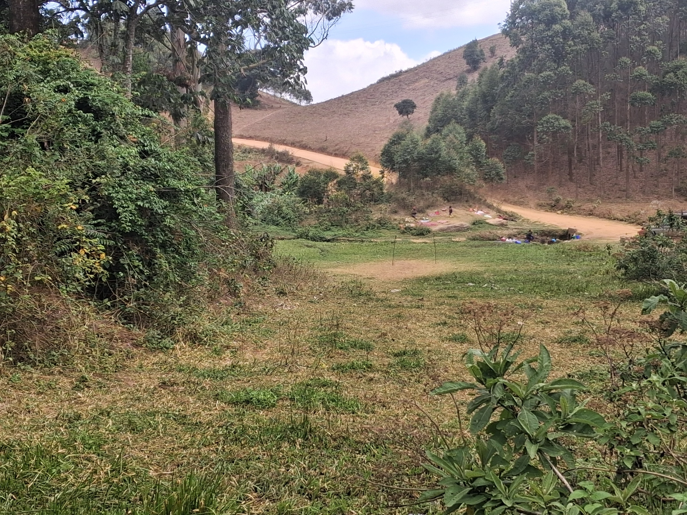Upper-montane forest on the Mnyera ridge, Ukaguru Mountains