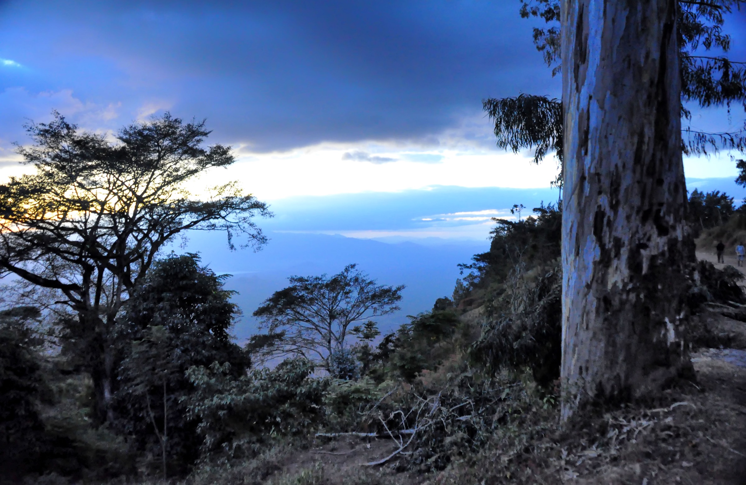 Tanzania — Eastern Arc Mountains: Usambara Mountains